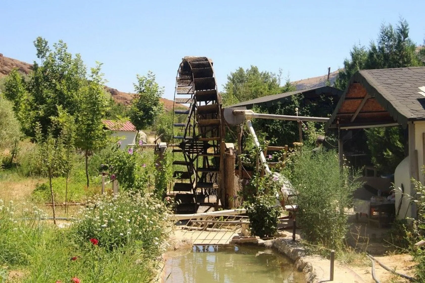 Türünün son örneği '80 yıldır' dönüyor