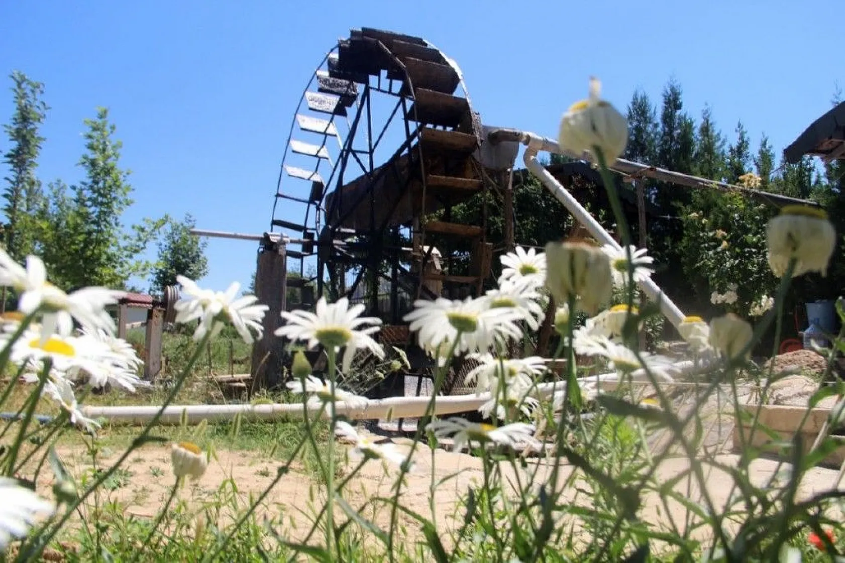 Türünün son örneği '80 yıldır' dönüyor