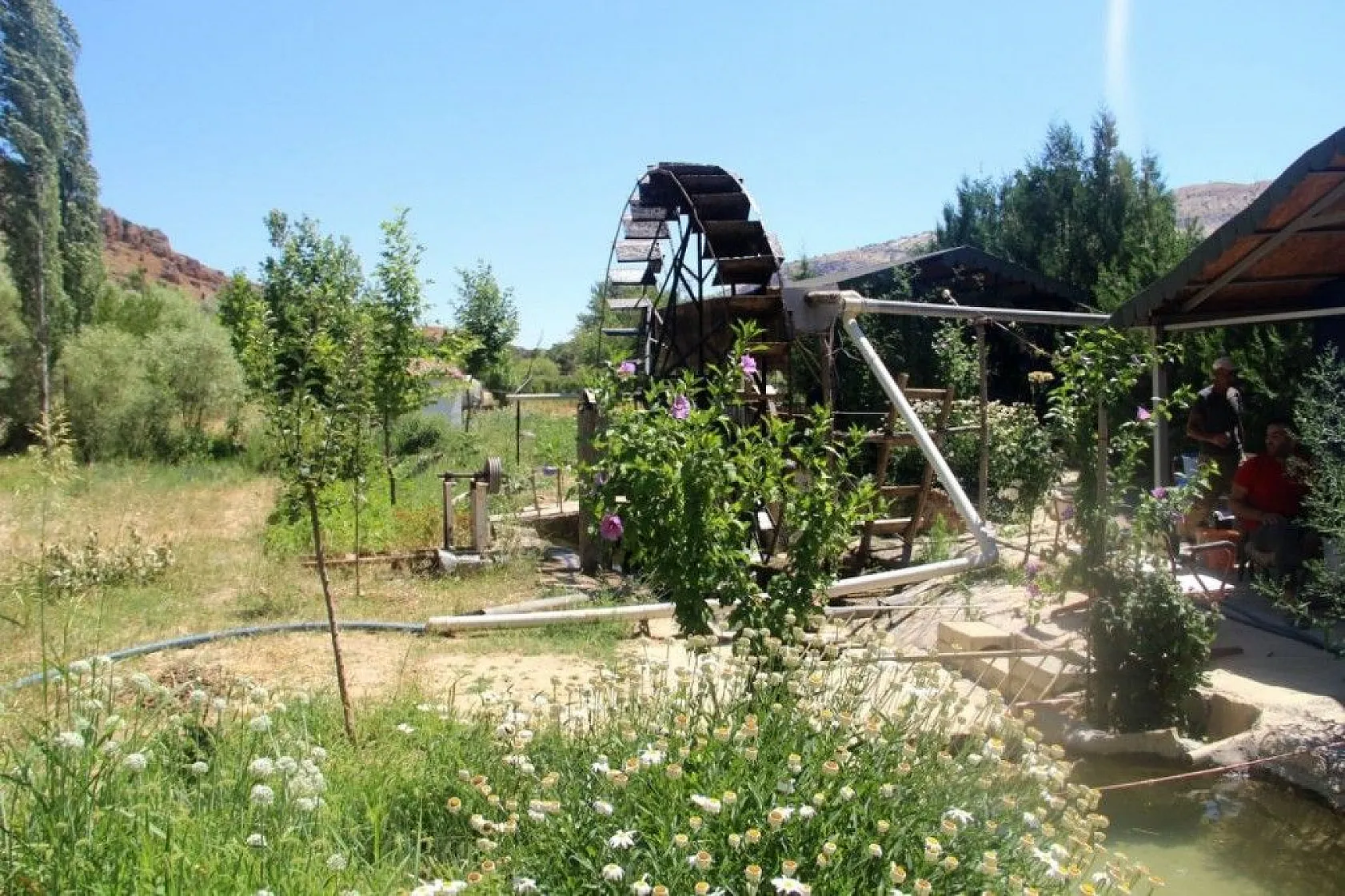 Türünün son örneği '80 yıldır' dönüyor