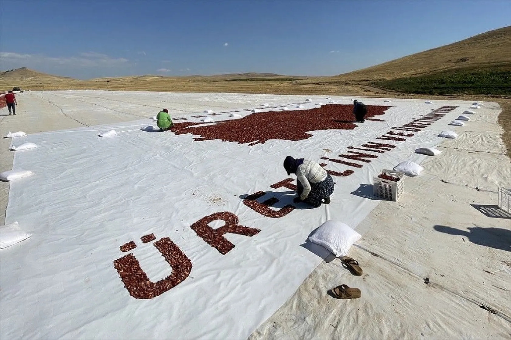Mevsimlik işçiler kurutmalık domateslerden Türkiye haritası yaptı