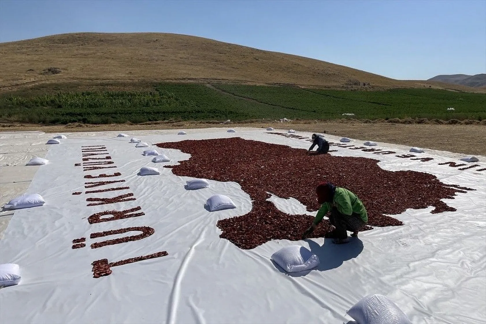 Mevsimlik işçiler kurutmalık domateslerden Türkiye haritası yaptı