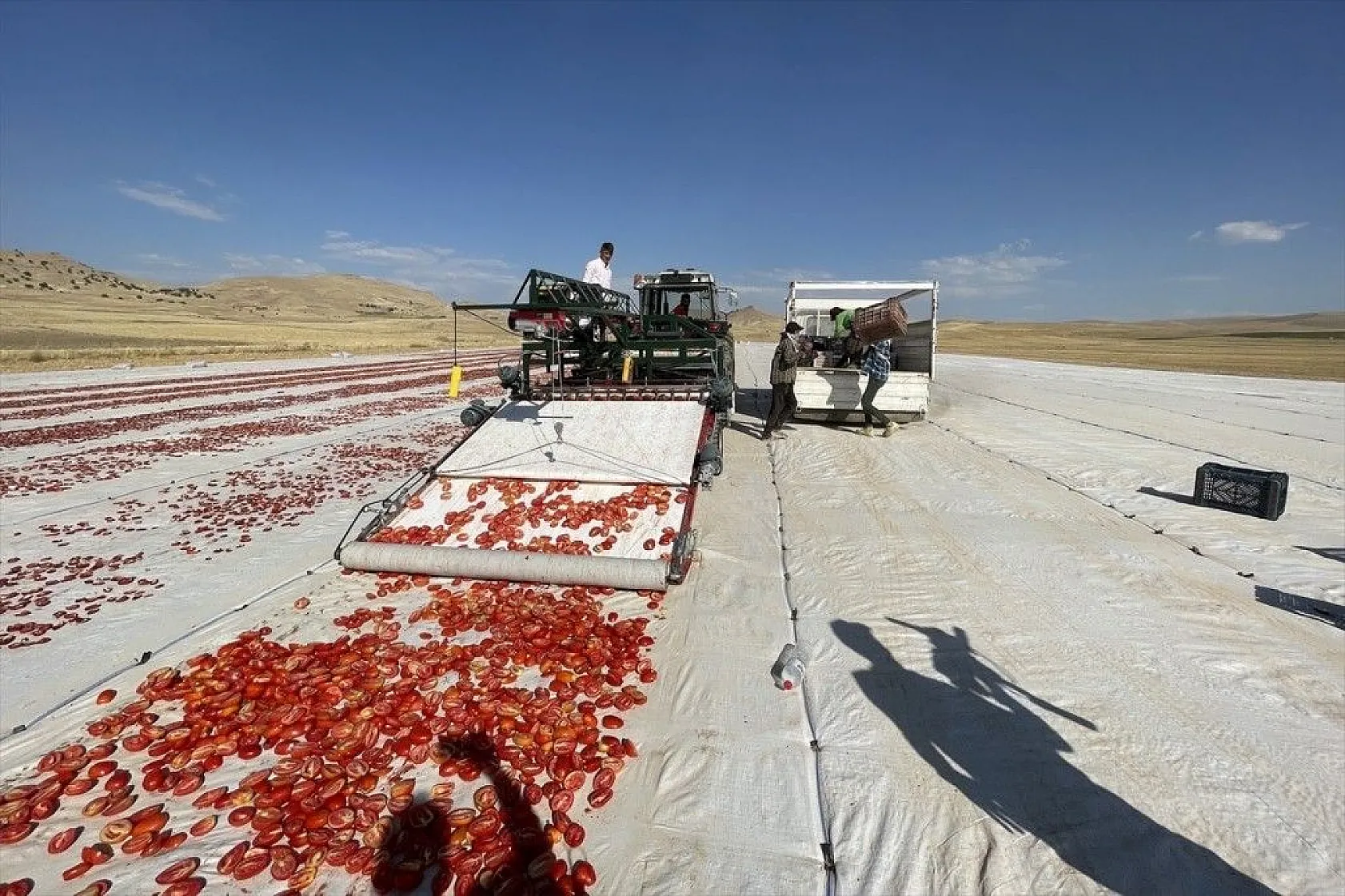 Mevsimlik işçiler kurutmalık domateslerden Türkiye haritası yaptı