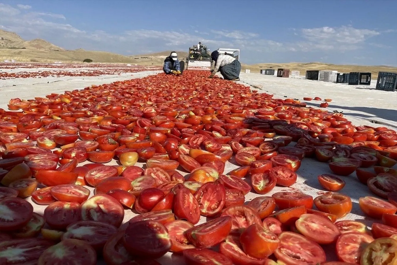 Mevsimlik işçiler kurutmalık domateslerden Türkiye haritası yaptı
