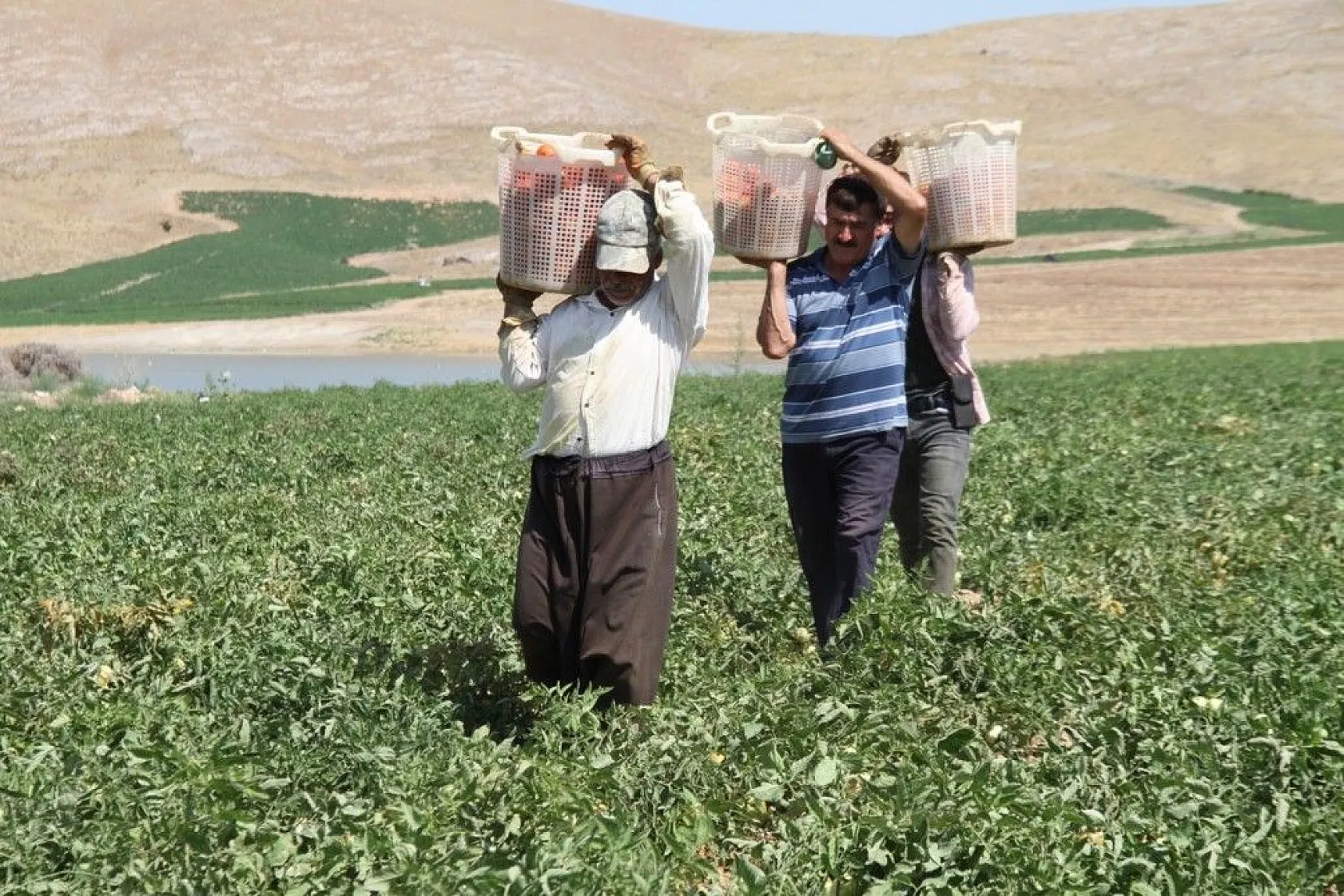 Kavurucu sıcak altında tarlada ekmek mücadelesi