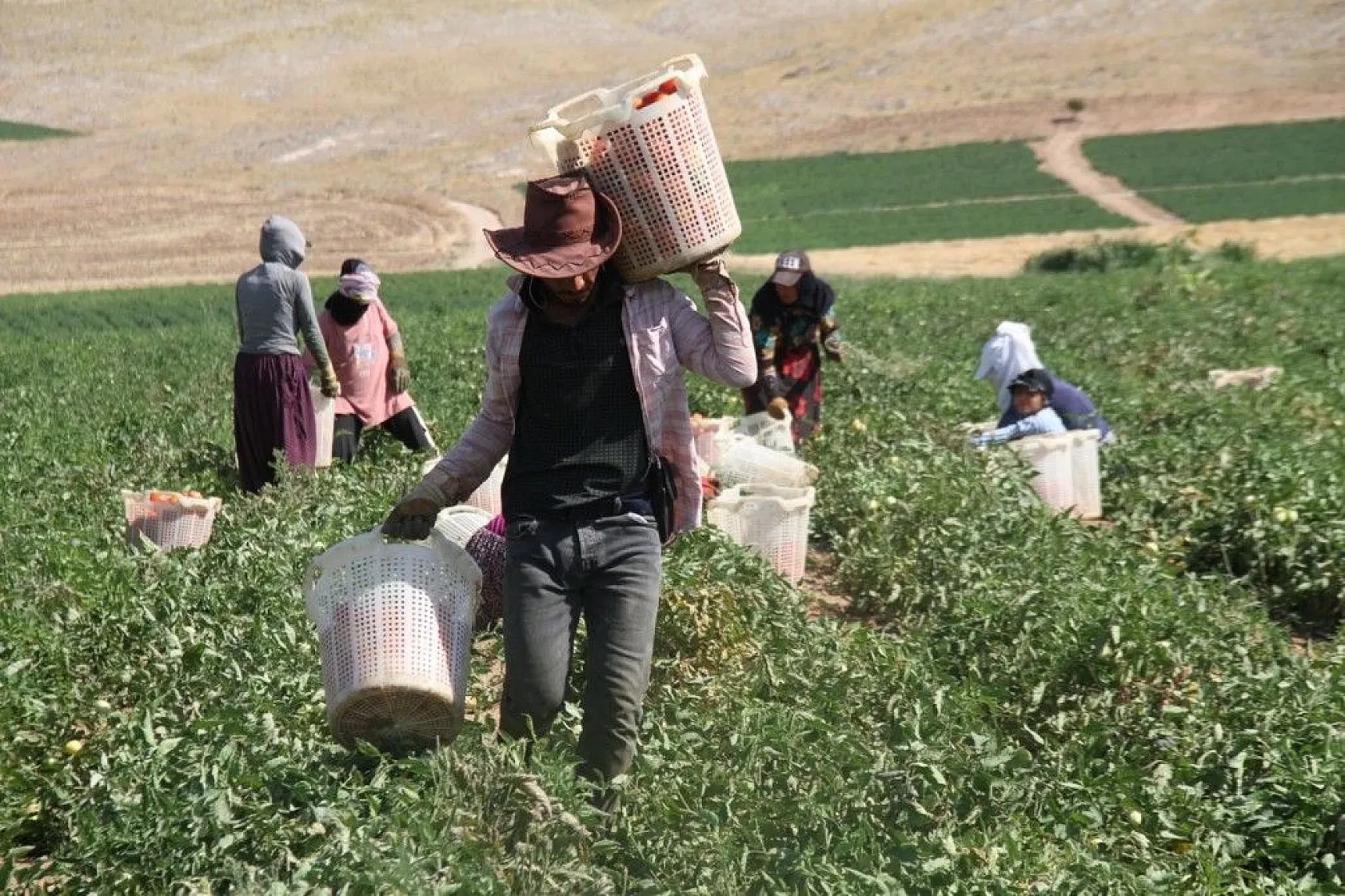 Kavurucu sıcak altında tarlada ekmek mücadelesi