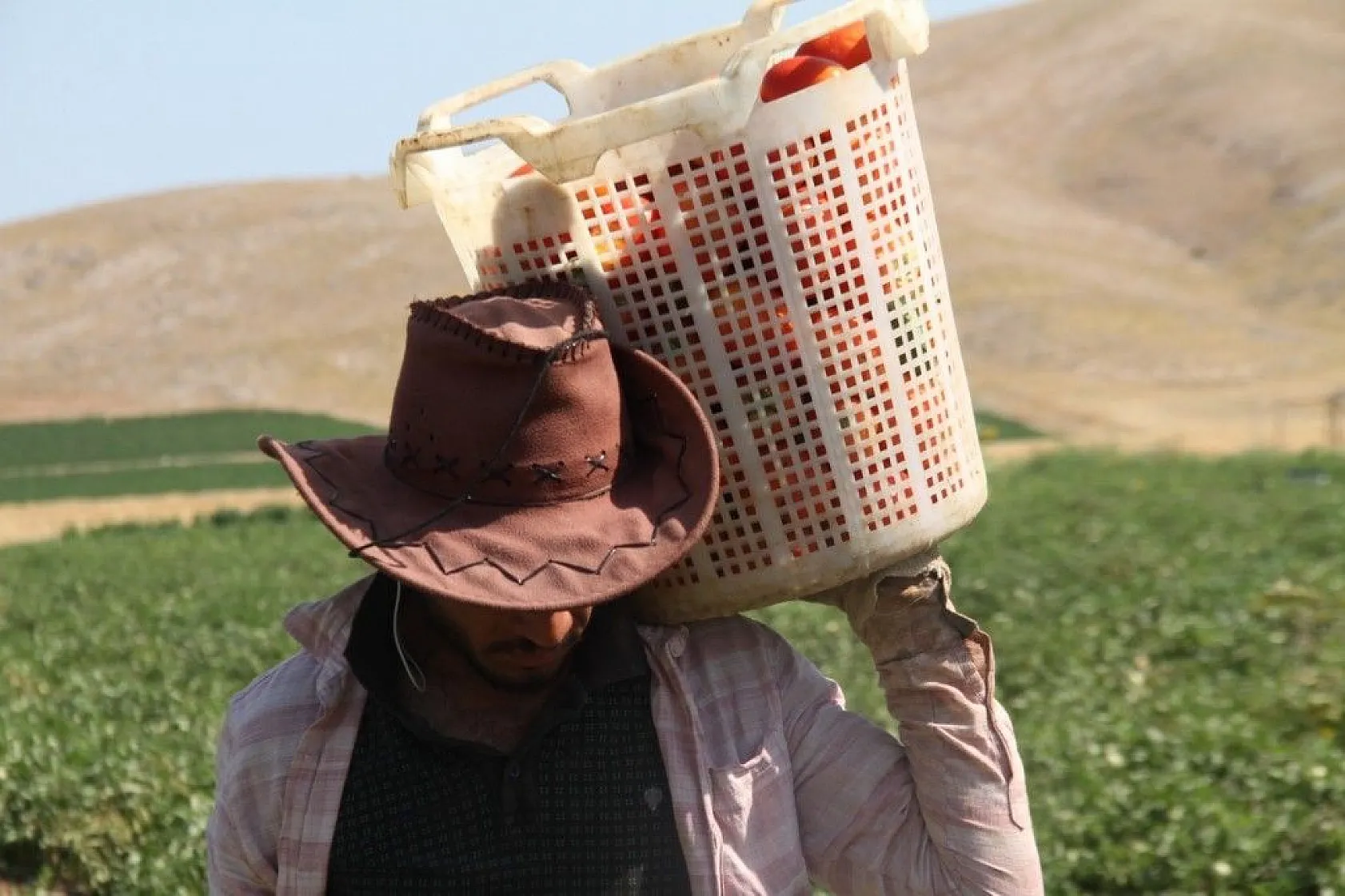 Kavurucu sıcak altında tarlada ekmek mücadelesi