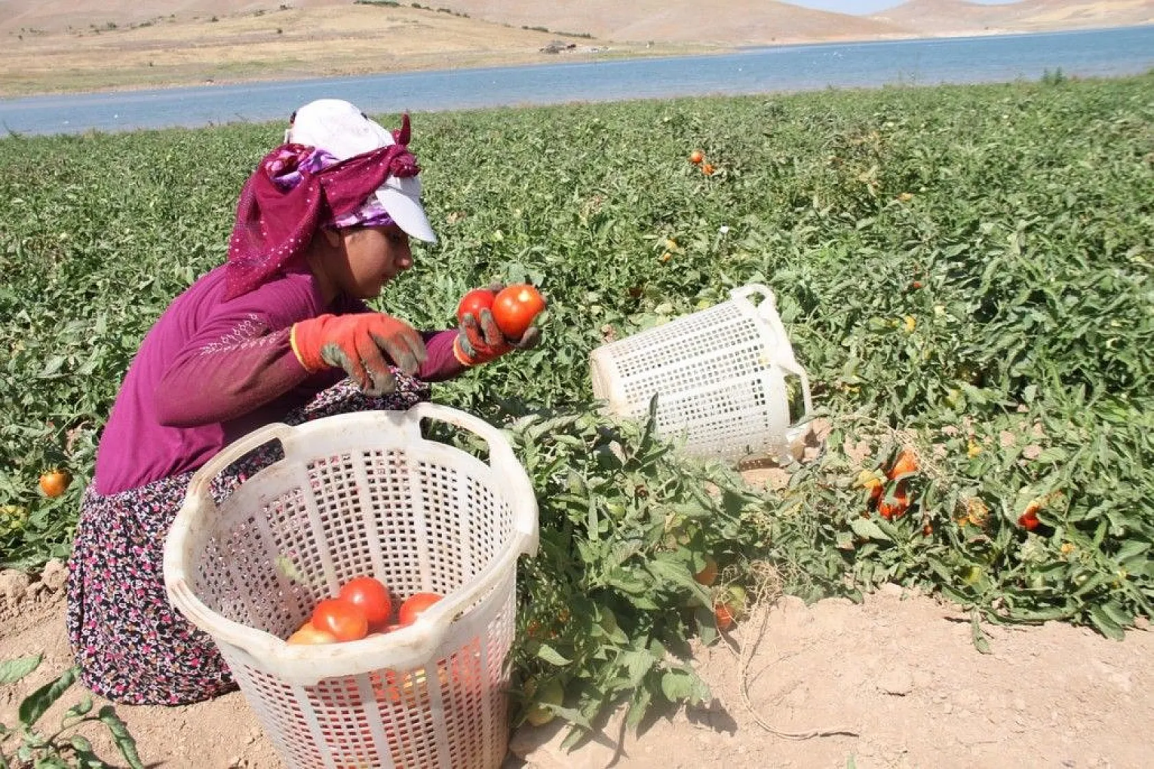 Kavurucu sıcak altında tarlada ekmek mücadelesi