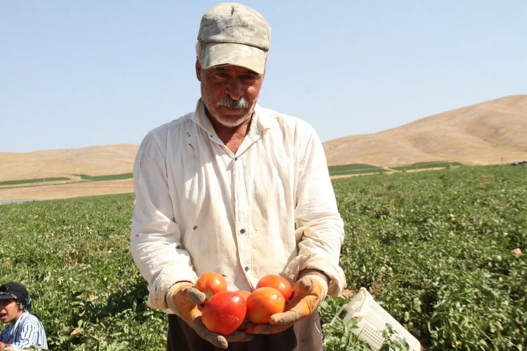Kavurucu sıcak altında tarlada ekmek mücadelesi