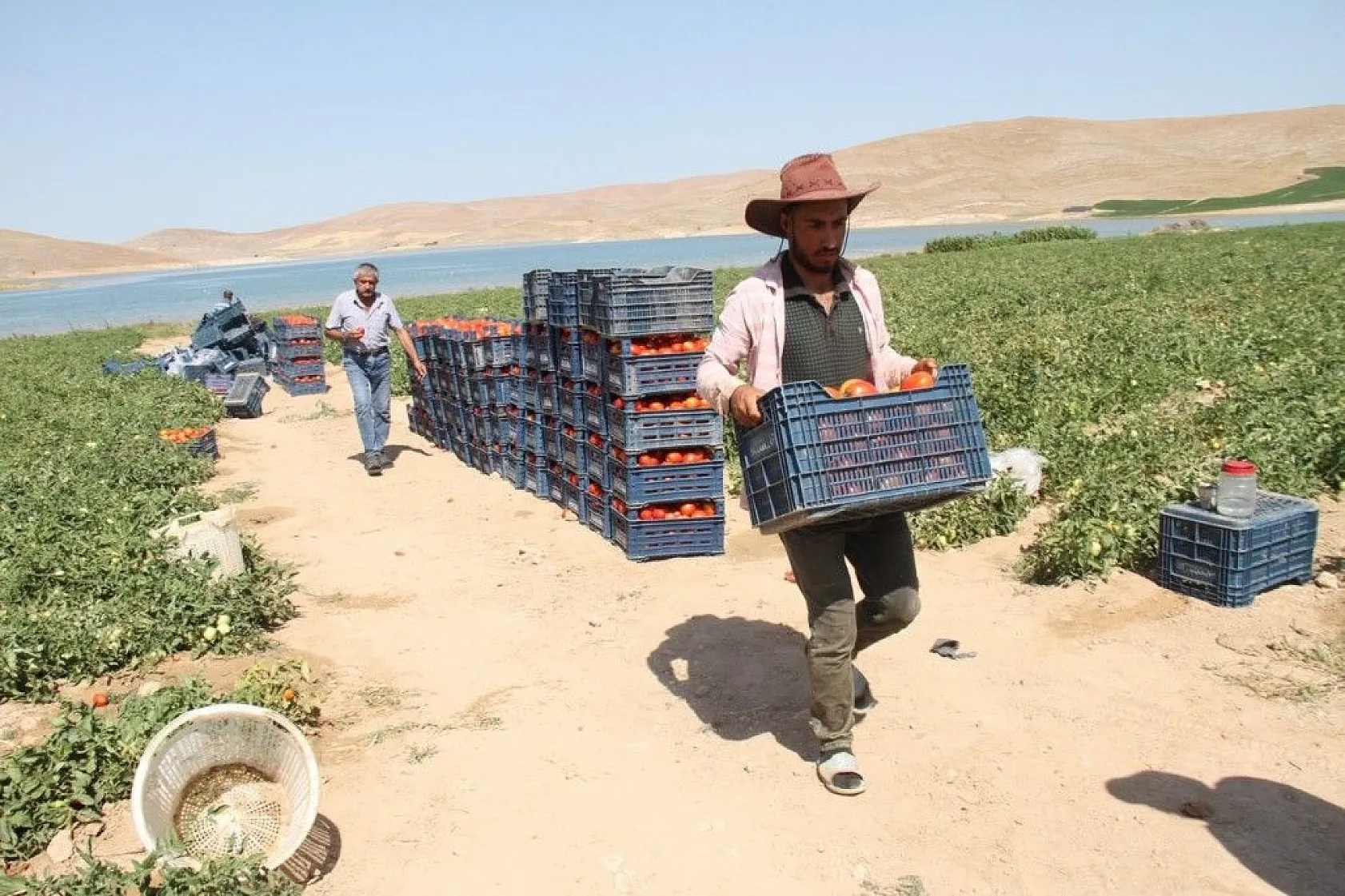 Kavurucu sıcak altında tarlada ekmek mücadelesi