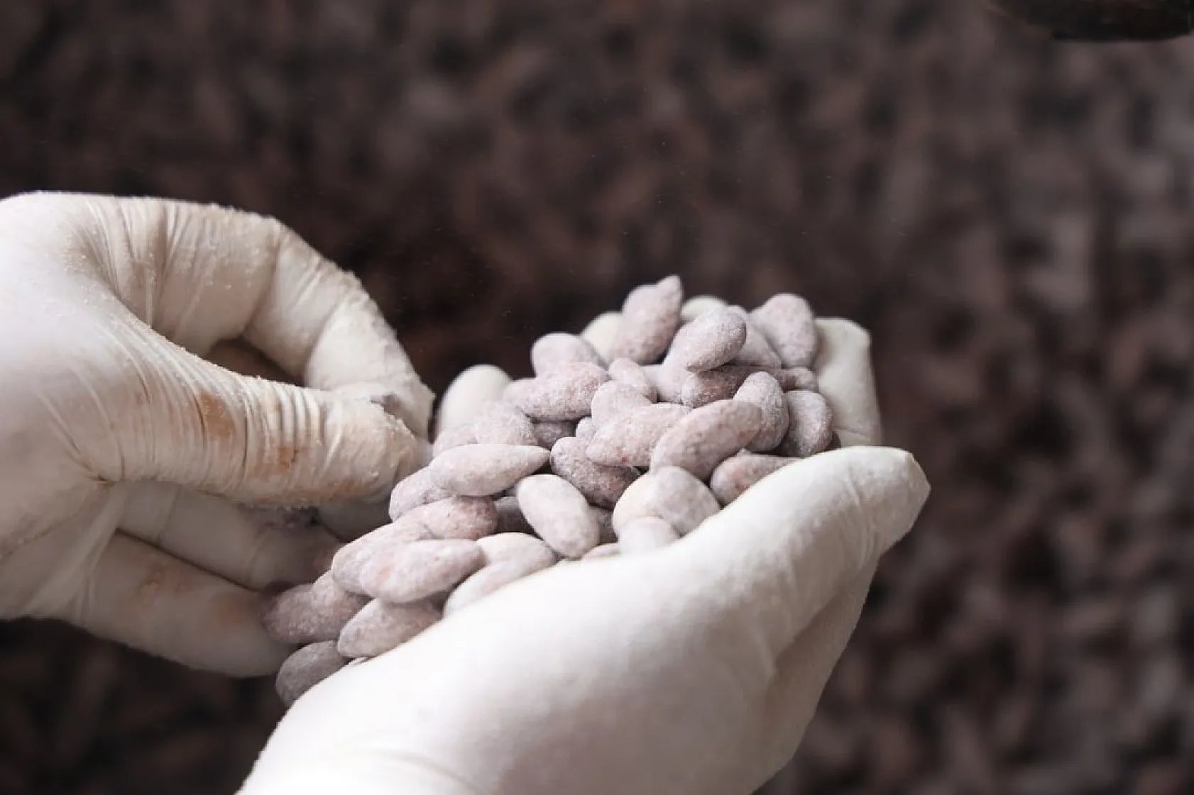 Elazığ'ın beyaz altınına yoğun ilgi