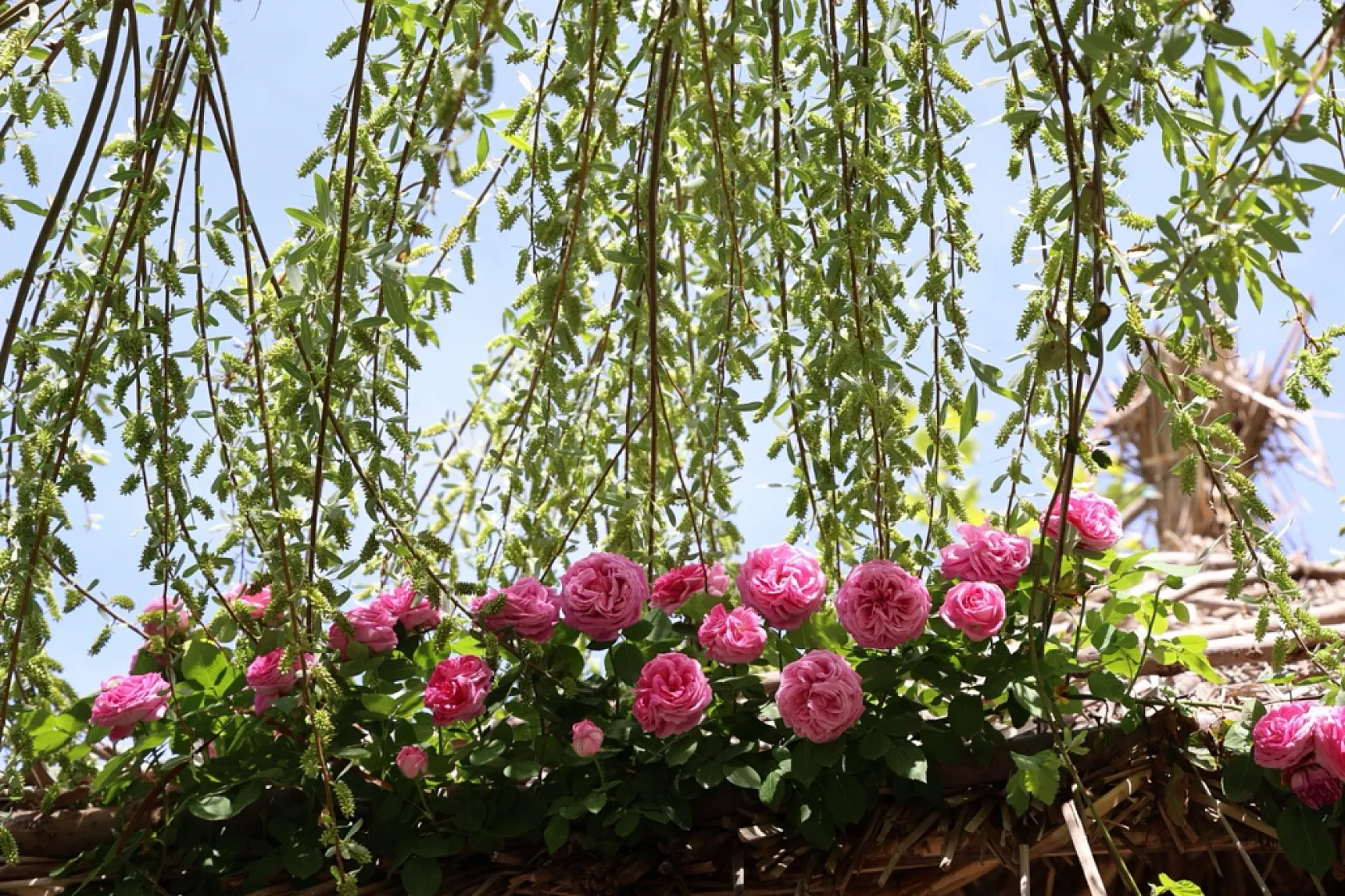 Elazığ'ın Palu ilçesi yaz aylarında tarih ve doğayı bir arada sunuyor
