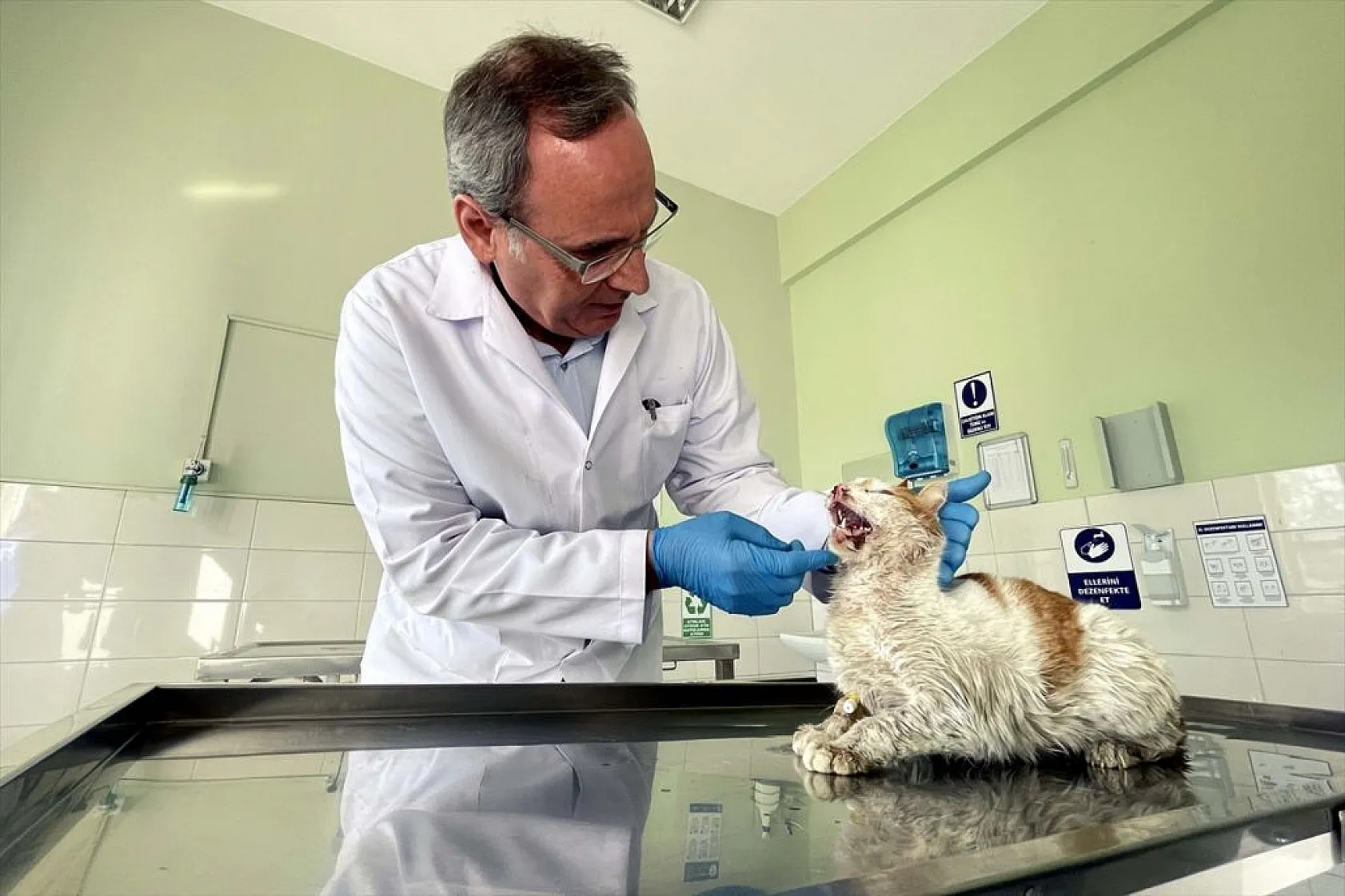 Depremde yaralanan 'can dostlar'ın tedavileri Elazığ'da yapılıyor