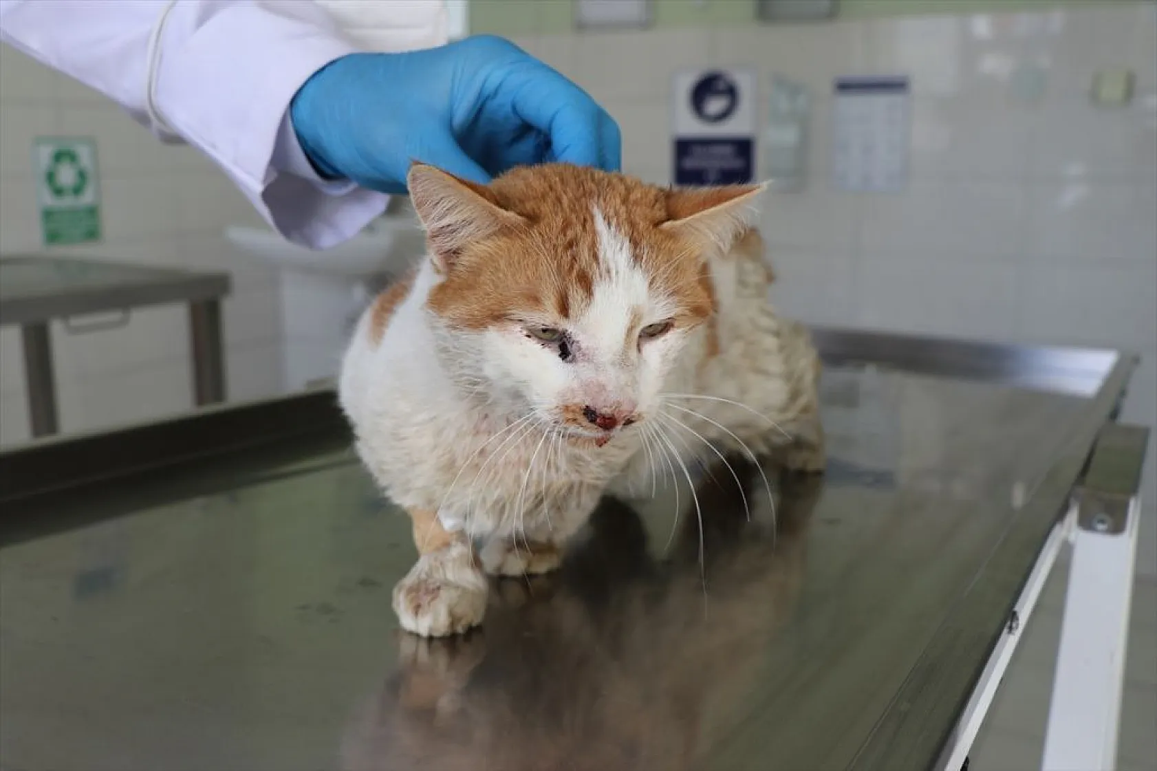 Depremde yaralanan 'can dostlar'ın tedavileri Elazığ'da yapılıyor