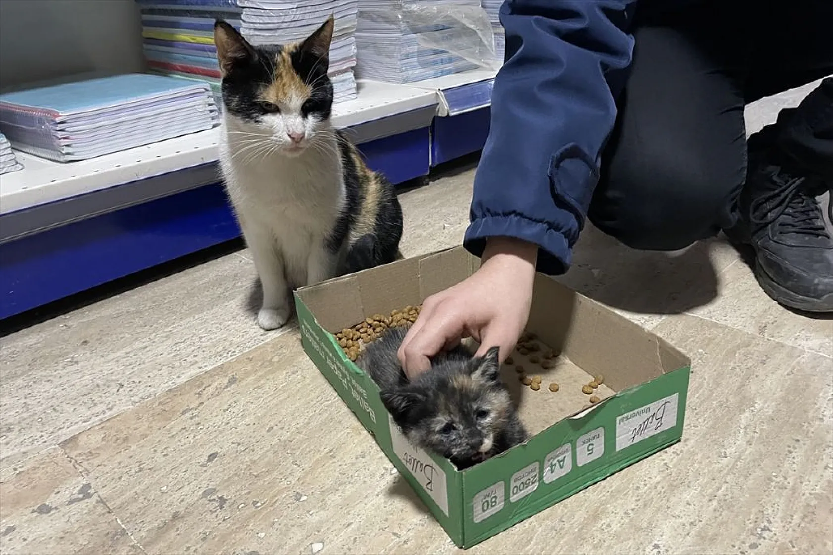'Mestan' adını verdiği kediye 3 yıldır gözü gibi bakıyor