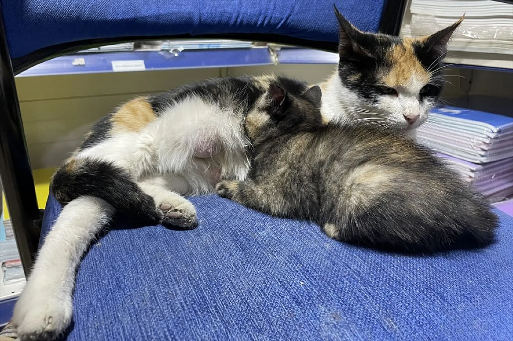 'Mestan' adını verdiği kediye 3 yıldır gözü gibi bakıyor