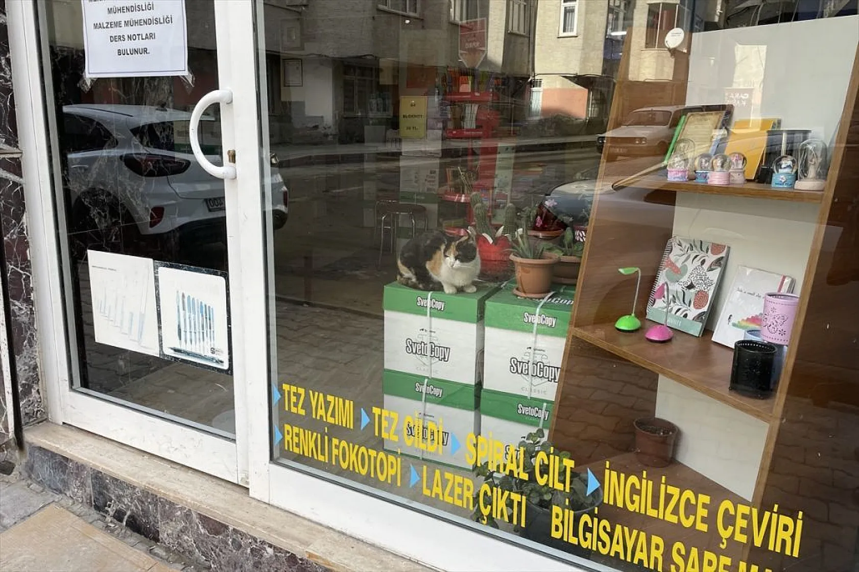 'Mestan' adını verdiği kediye 3 yıldır gözü gibi bakıyor