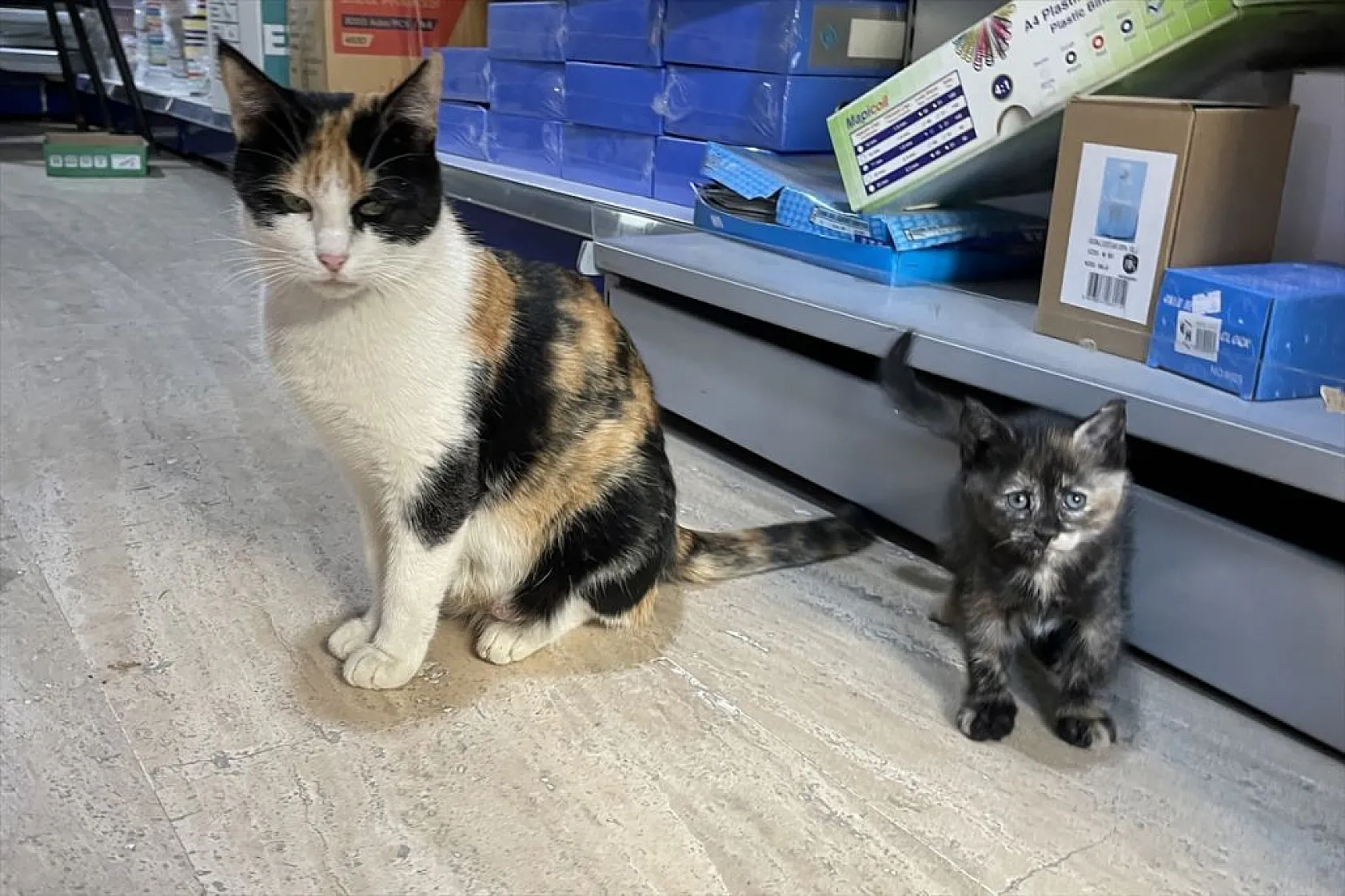 'Mestan' adını verdiği kediye 3 yıldır gözü gibi bakıyor