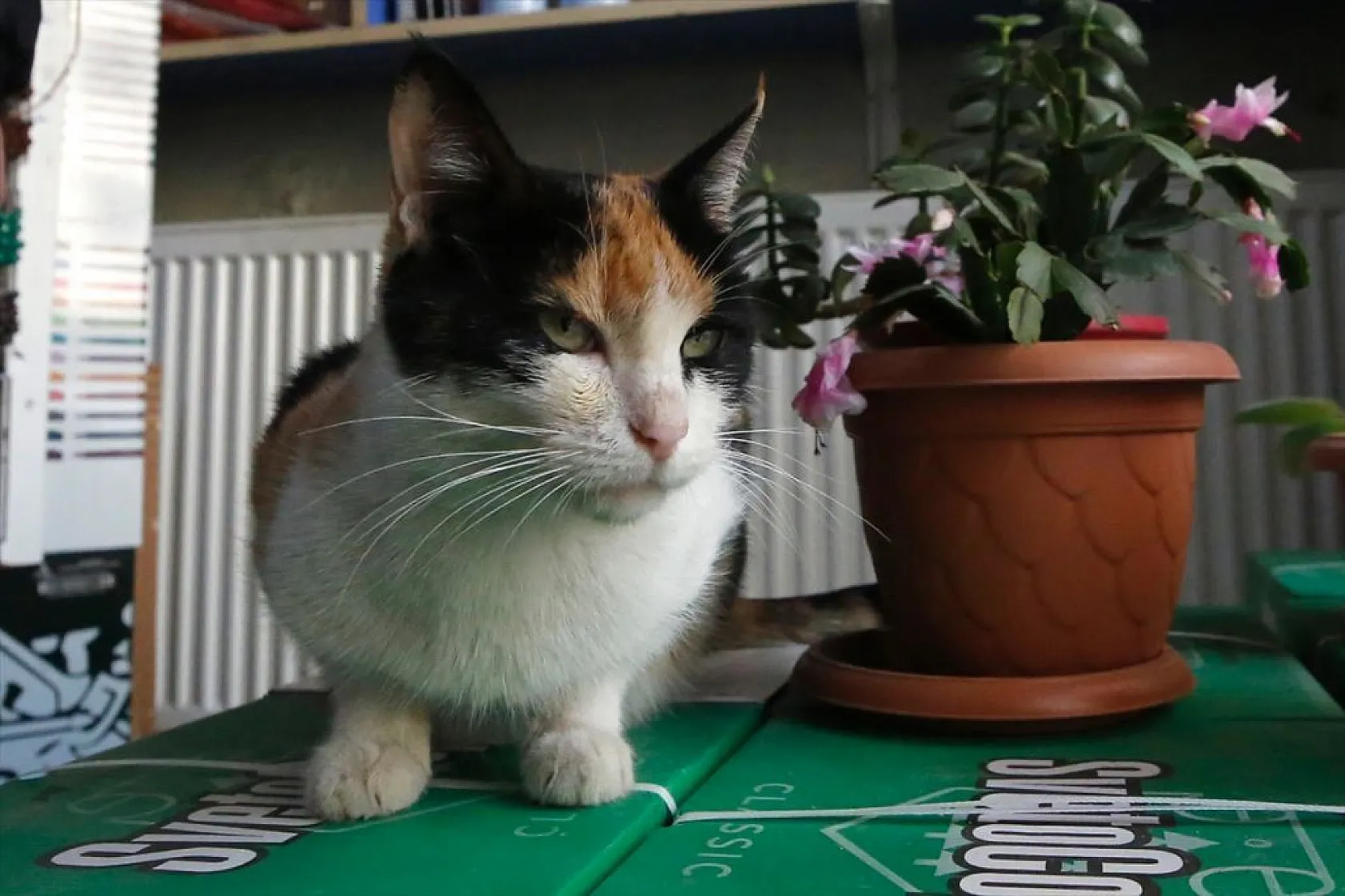 'Mestan' adını verdiği kediye 3 yıldır gözü gibi bakıyor