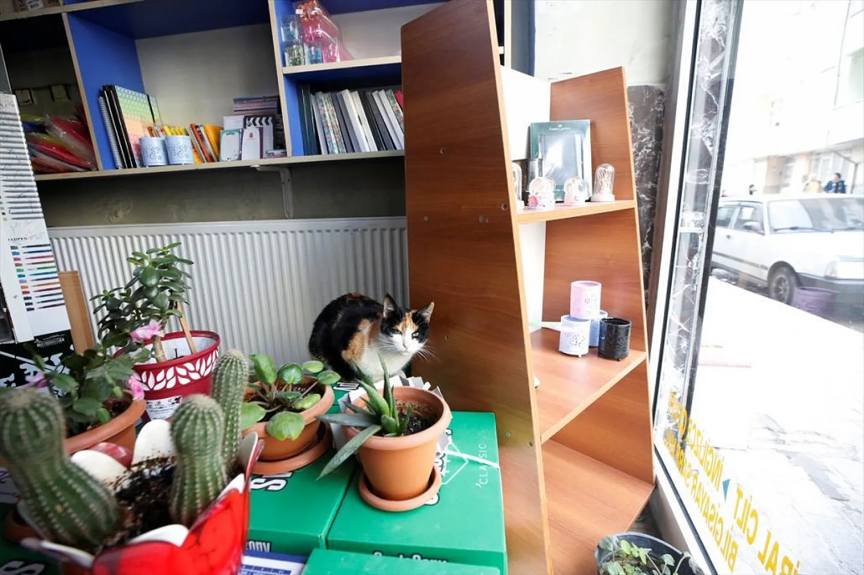 'Mestan' adını verdiği kediye 3 yıldır gözü gibi bakıyor