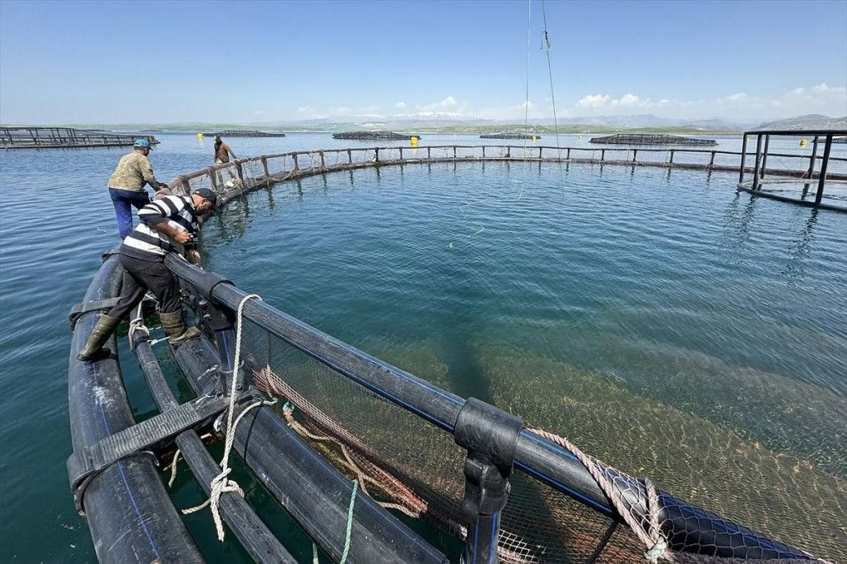 Elazığ, havyar ve Mersin balığında üretim üssü olmaya aday