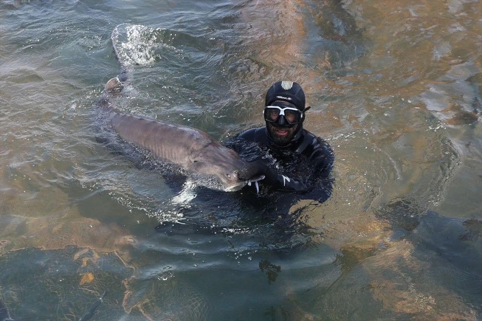 Elazığ, havyar ve Mersin balığında üretim üssü olmaya aday