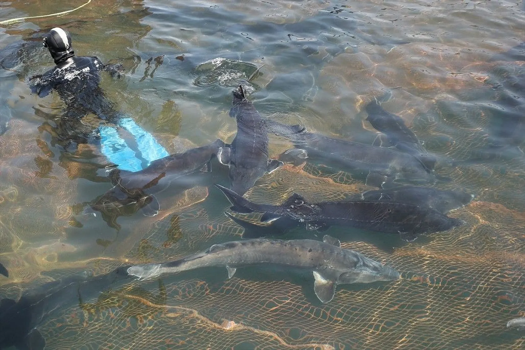 Elazığ, havyar ve Mersin balığında üretim üssü olmaya aday