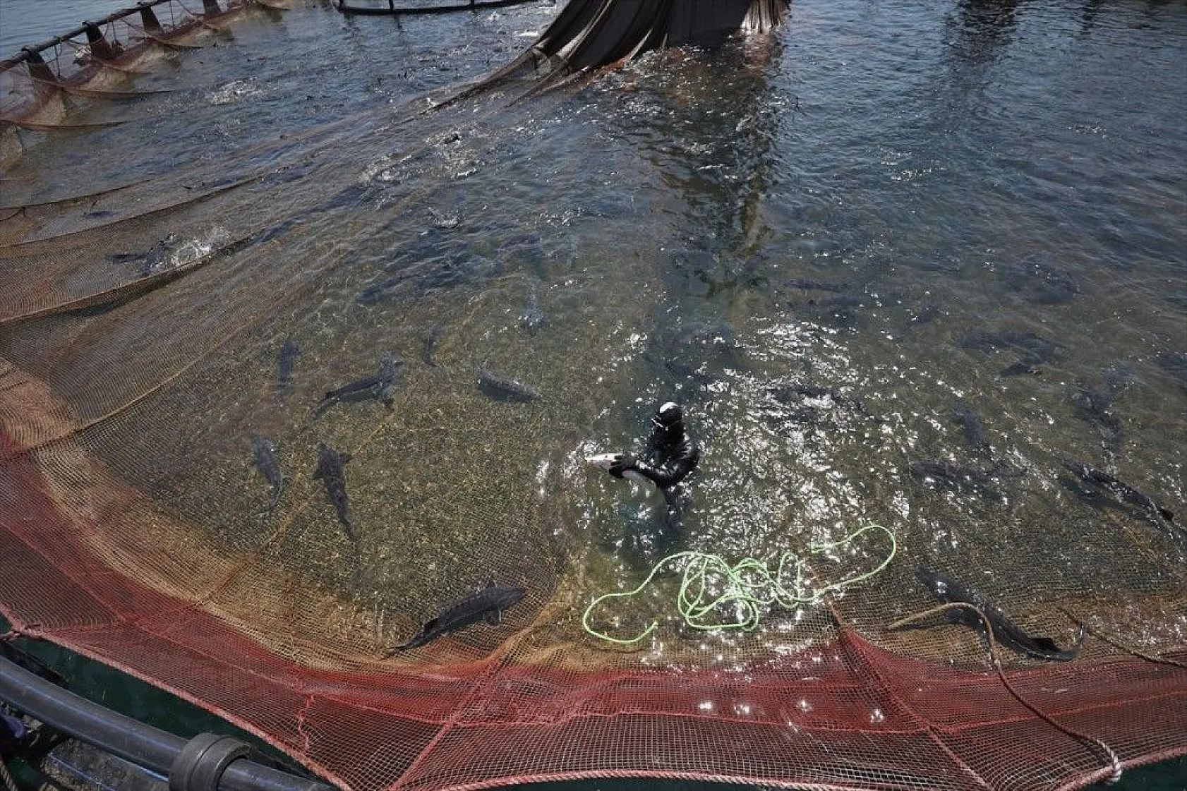 Elazığ, havyar ve Mersin balığında üretim üssü olmaya aday