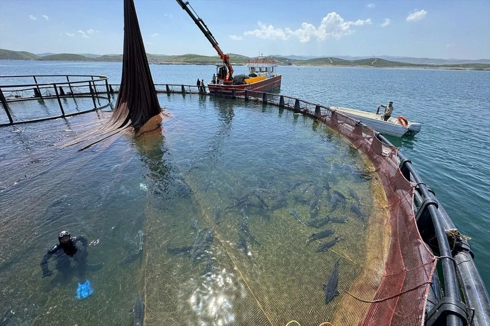 Elazığ, havyar ve Mersin balığında üretim üssü olmaya aday