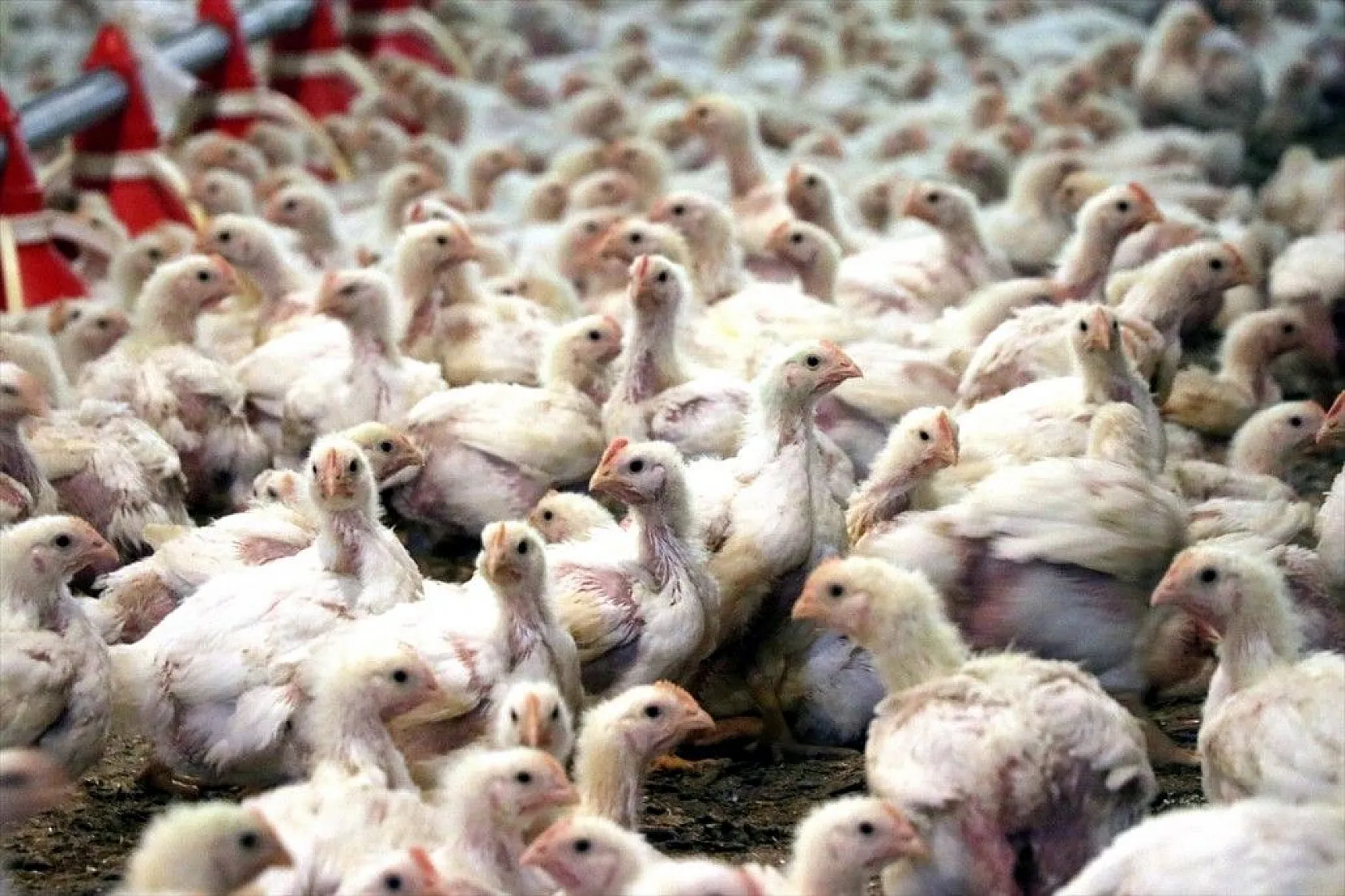 Gurbetten geldiği köyüne can verdi