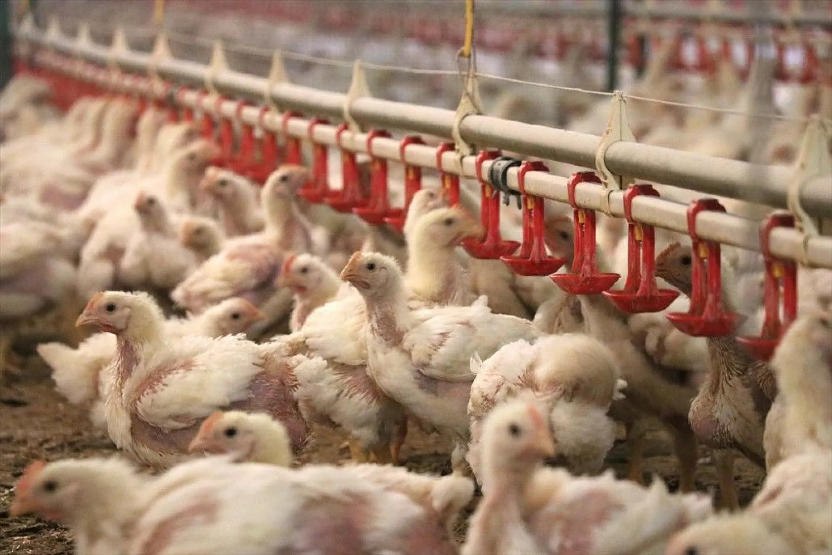 Gurbetten geldiği köyüne can verdi