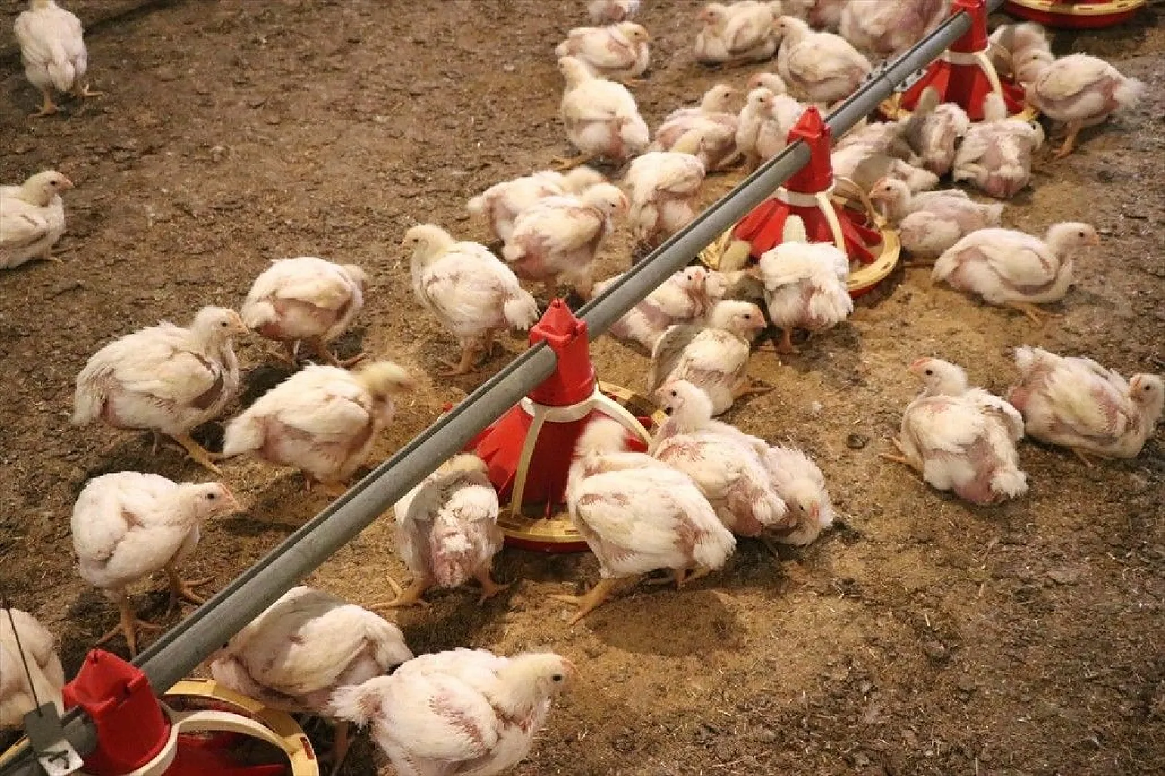 Gurbetten geldiği köyüne can verdi