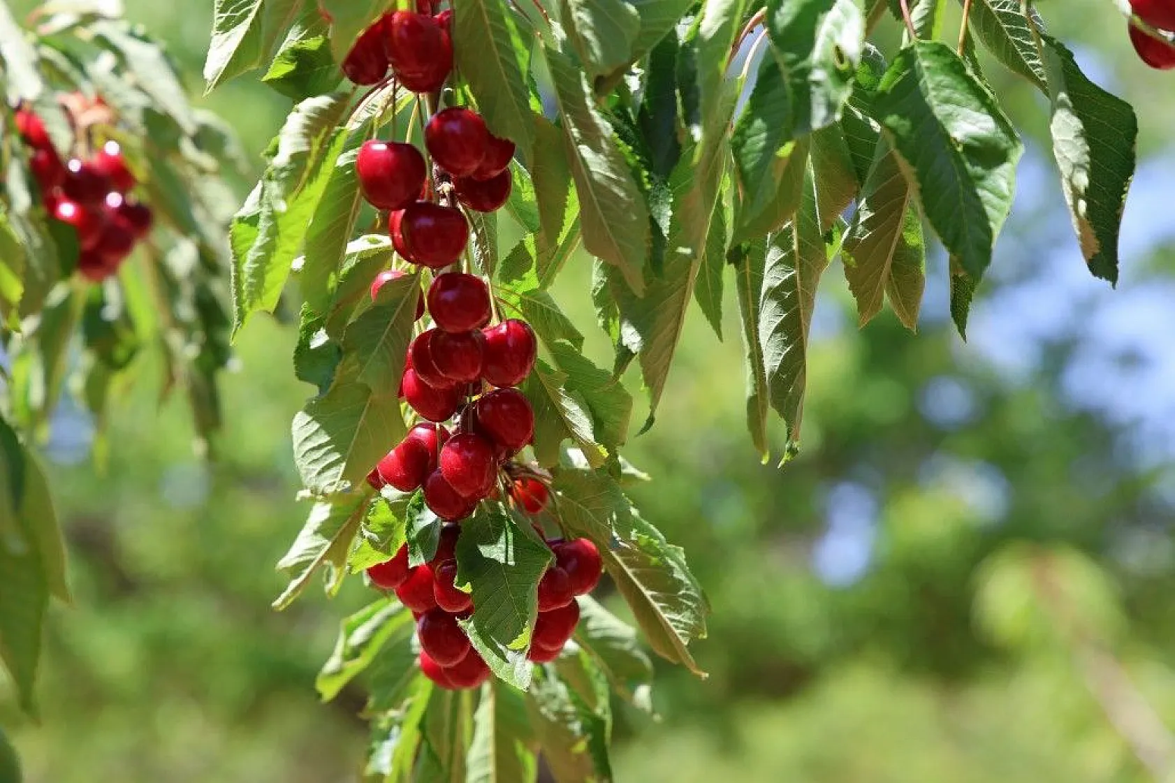 Harput'ta erken kiraz hasadı başladı
