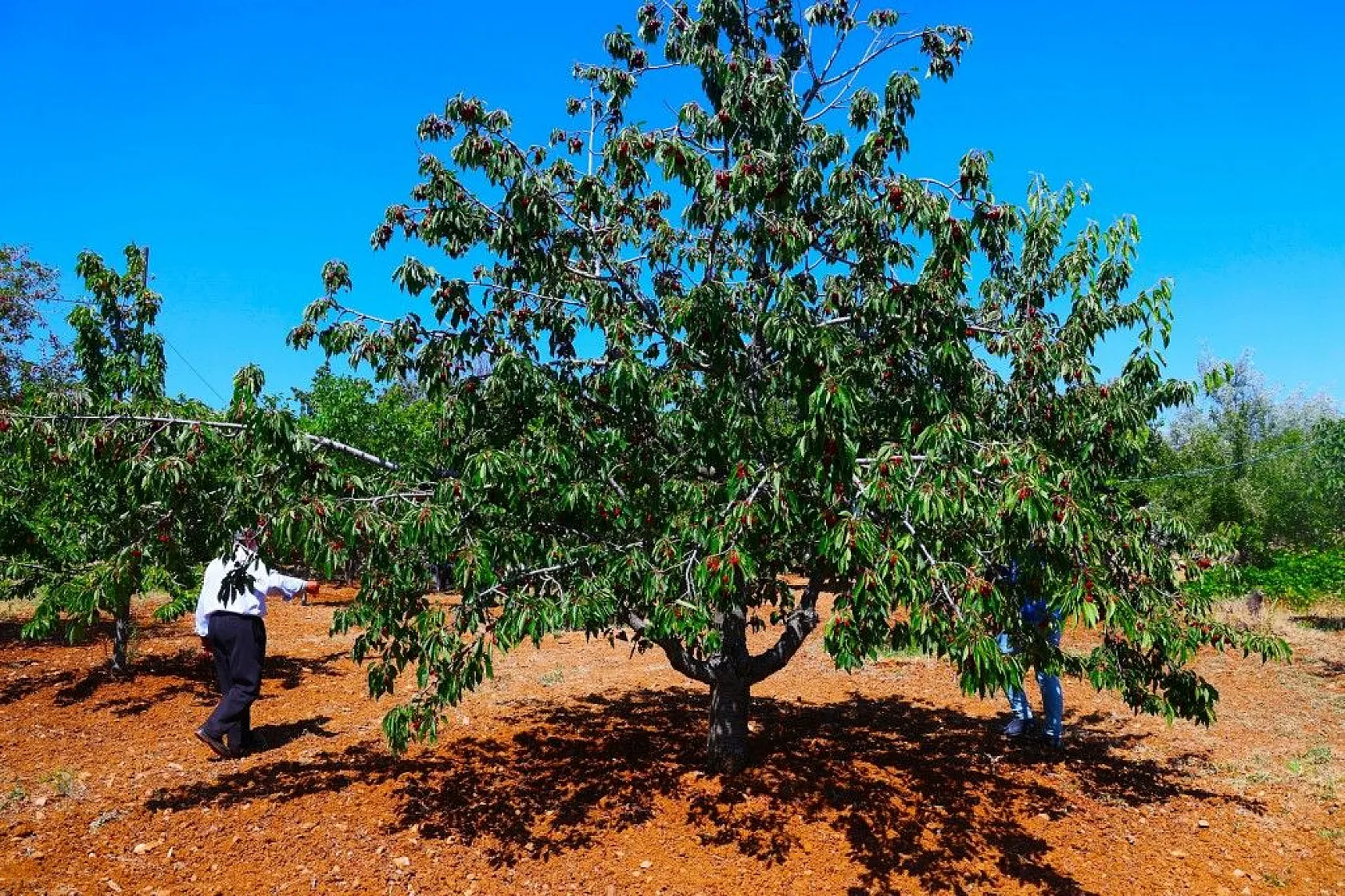 Harput'ta erken kiraz hasadı başladı