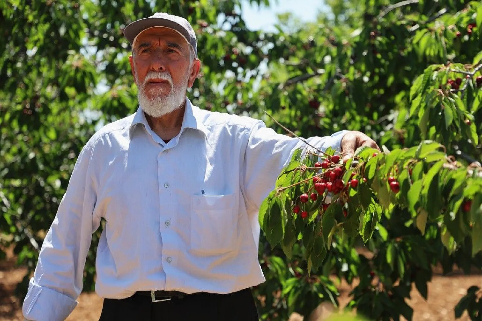 Harput'ta erken kiraz hasadı başladı