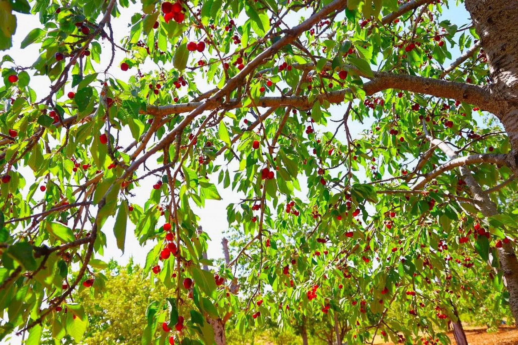 Harput'ta erken kiraz hasadı başladı