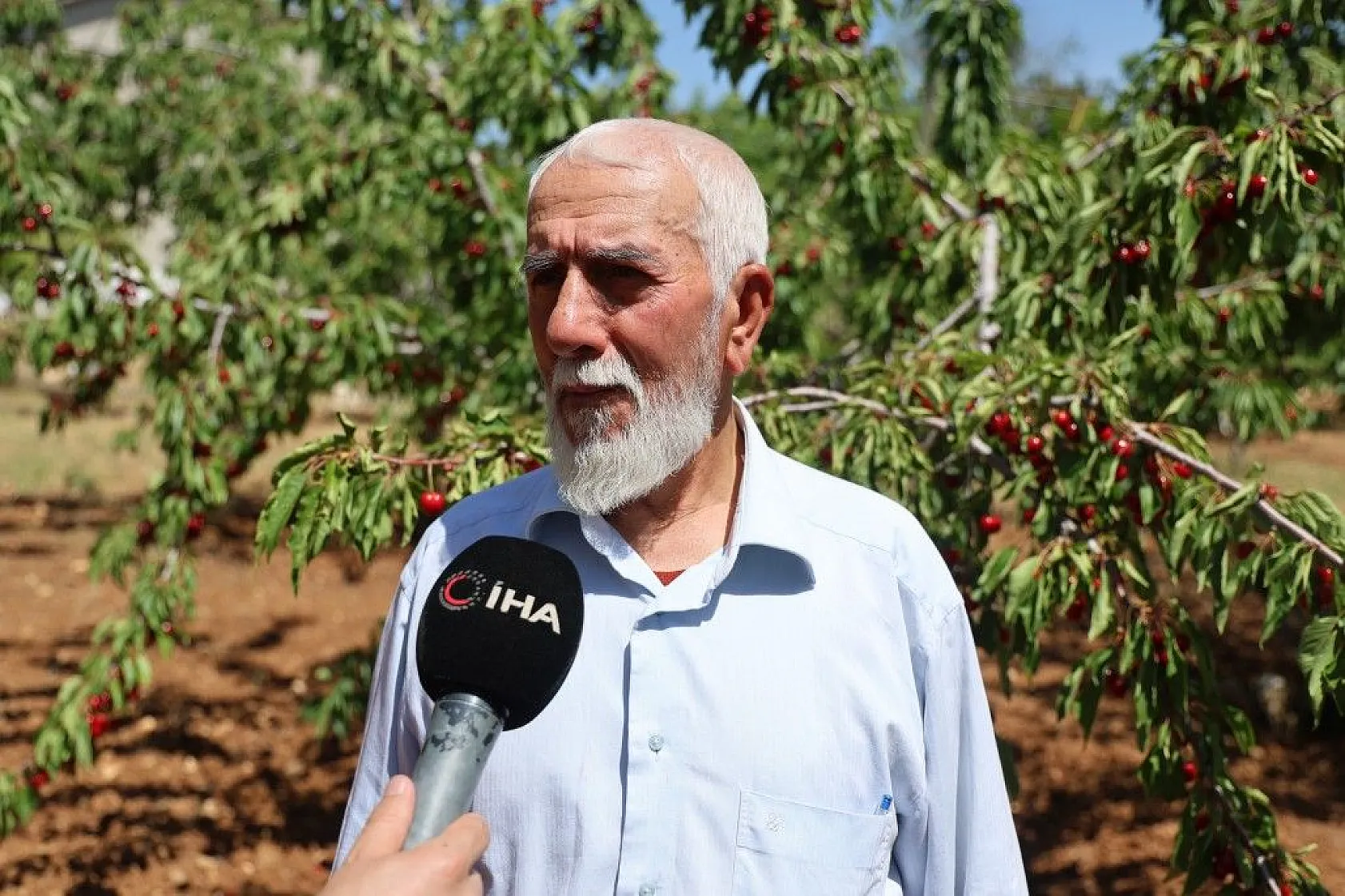 Harput'ta erken kiraz hasadı başladı