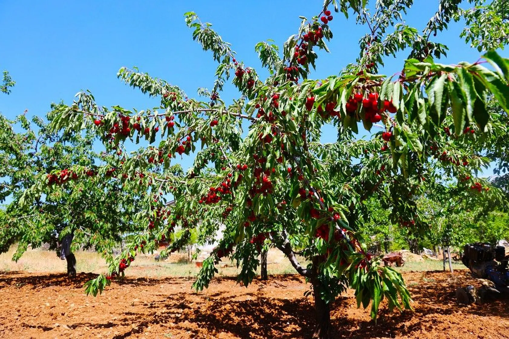 Harput'ta erken kiraz hasadı başladı