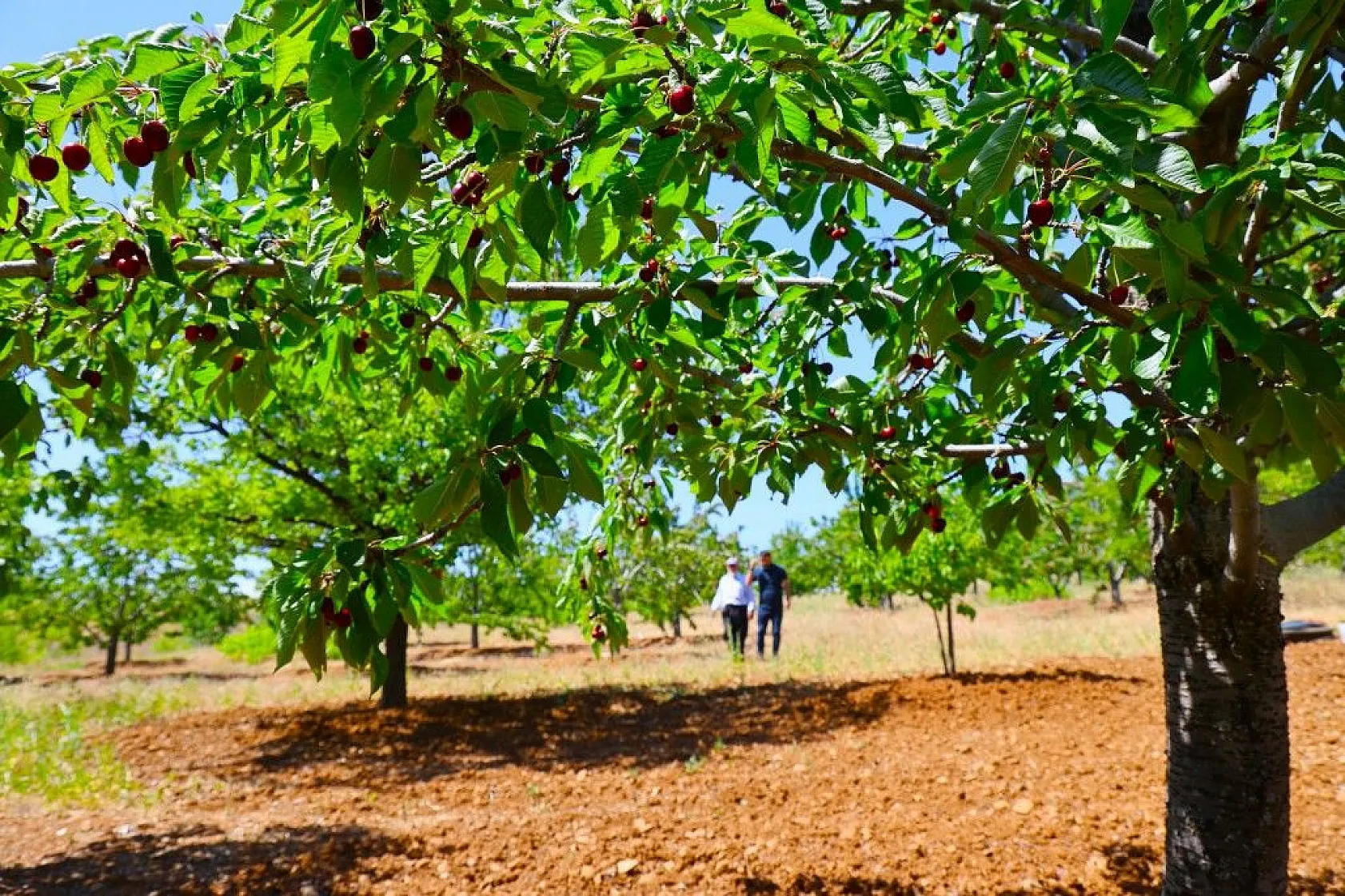 Harput'ta erken kiraz hasadı başladı