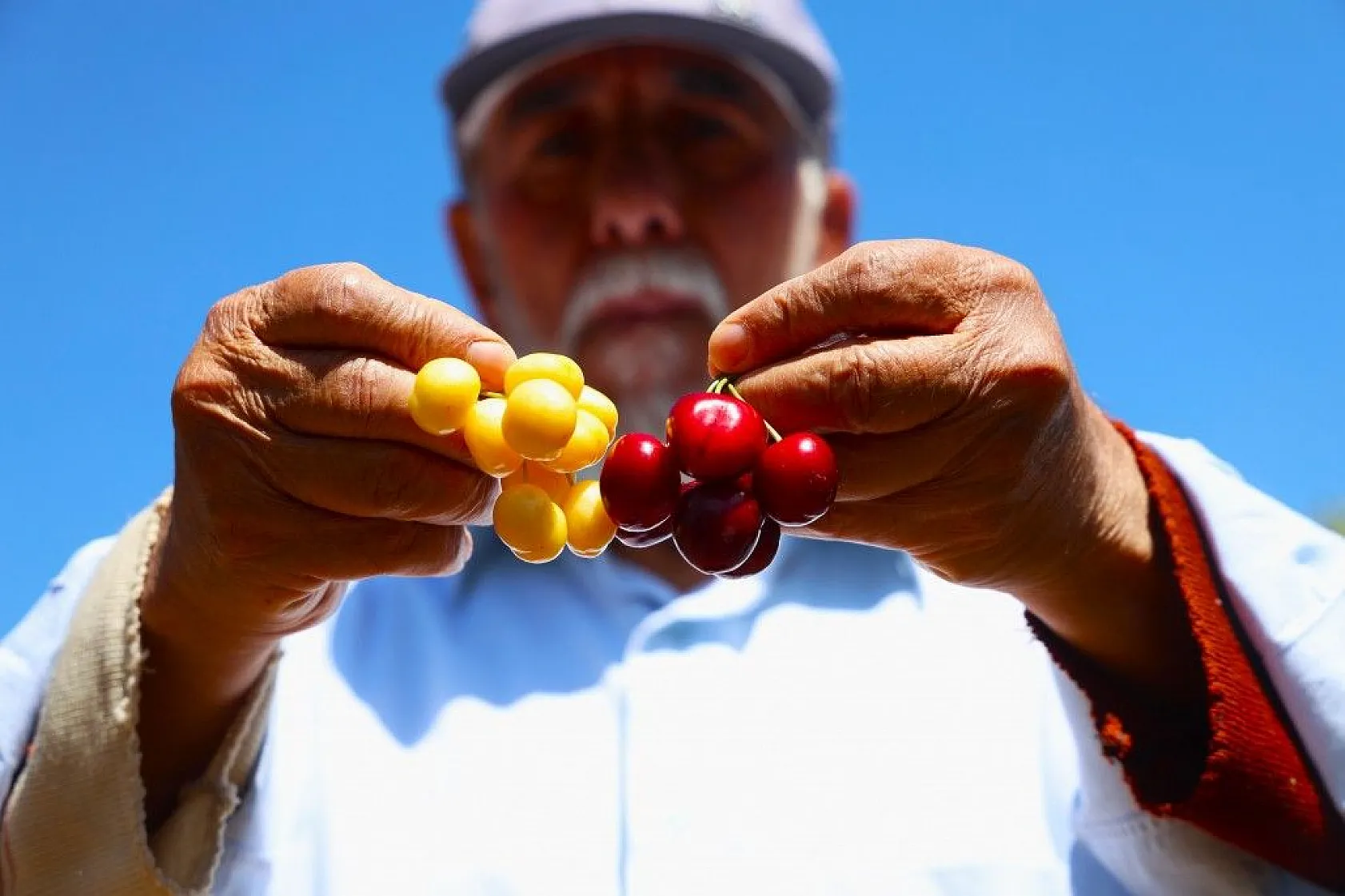 Harput'ta erken kiraz hasadı başladı