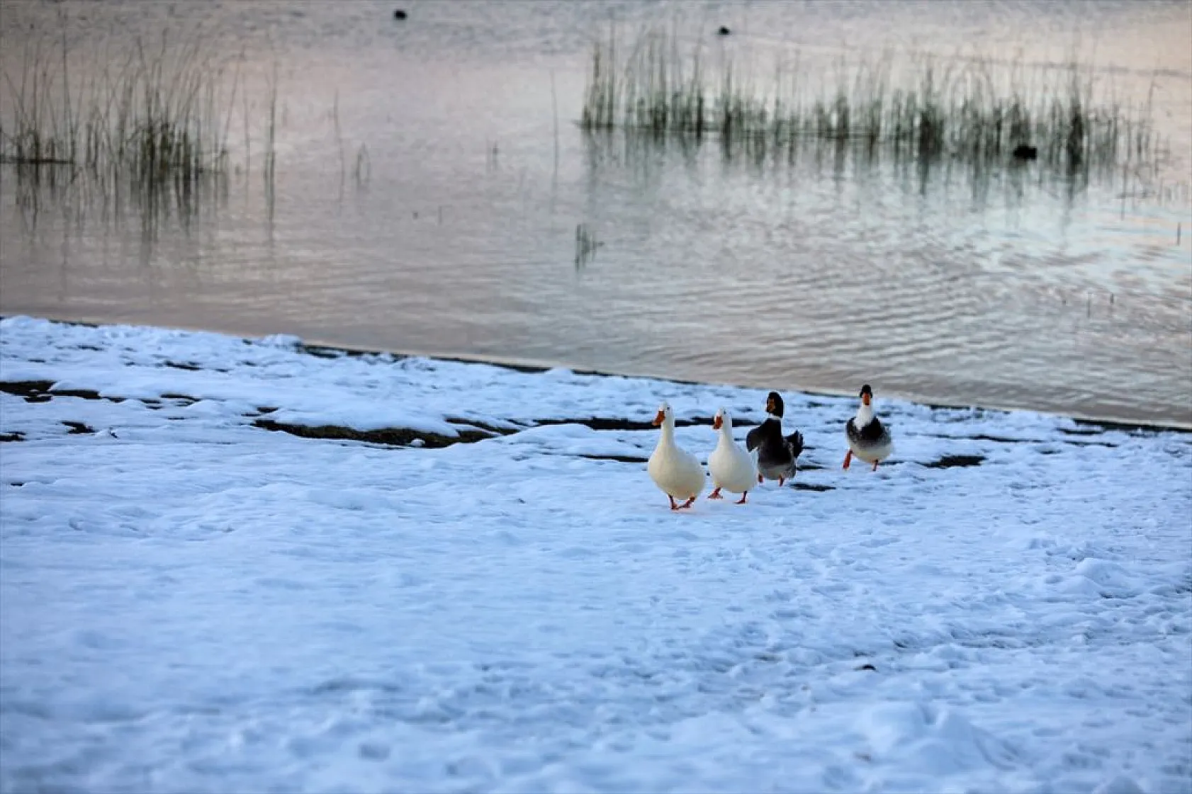 Elazığ'ın gözdesi Hazar Gölü'nde kış güzelliği