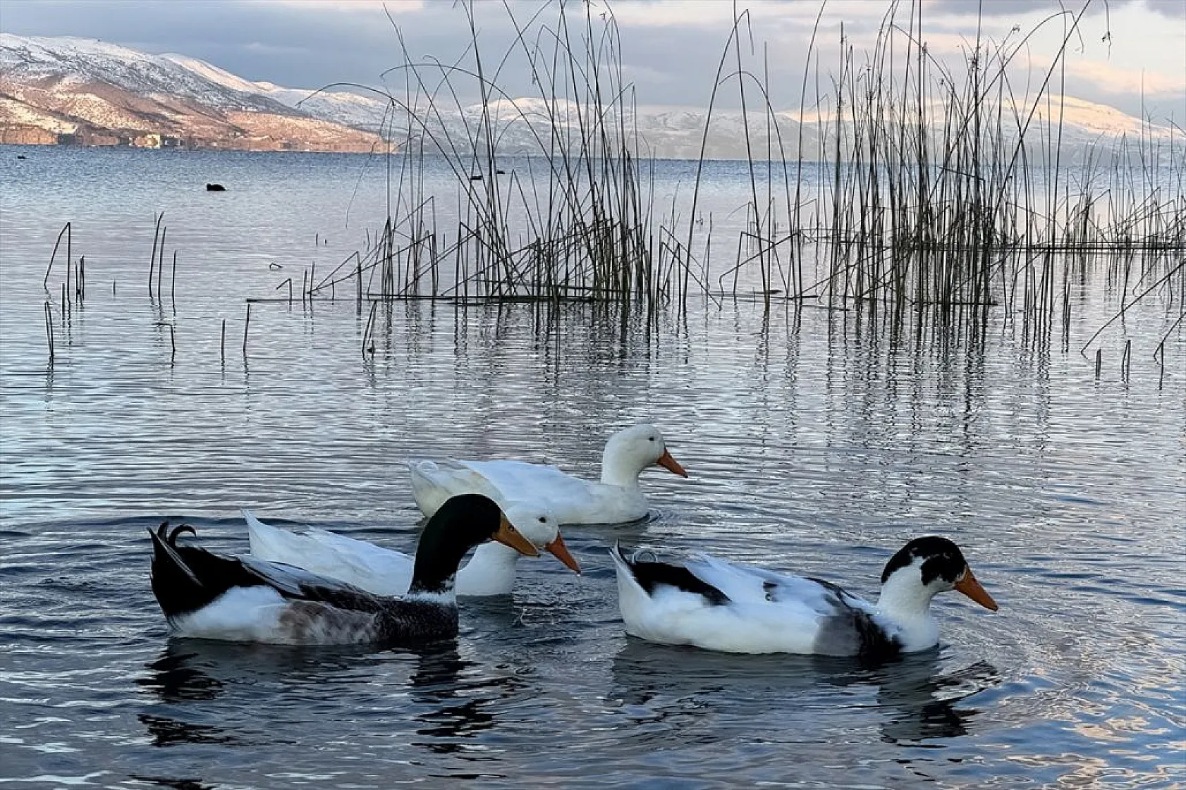 Elazığ'ın gözdesi Hazar Gölü'nde kış güzelliği
