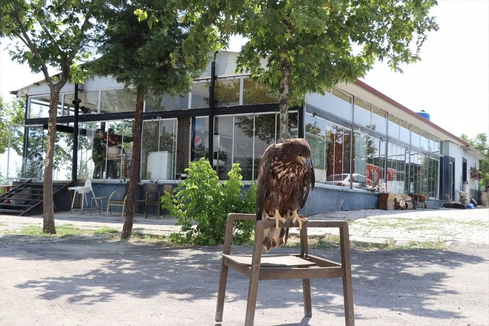 Kartal yavrusu 'Paşa'ya kucak açtı