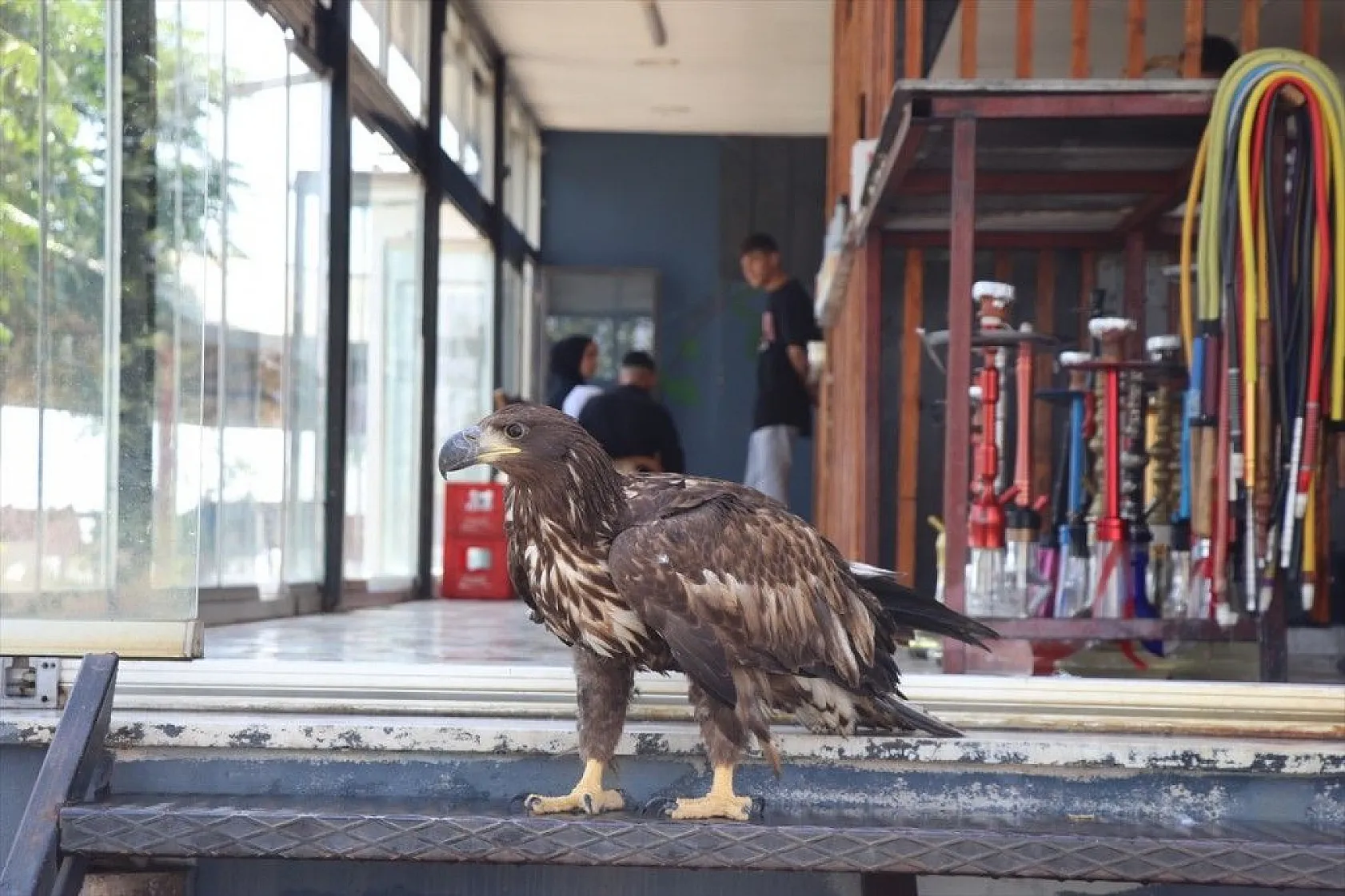 Kartal yavrusu 'Paşa'ya kucak açtı