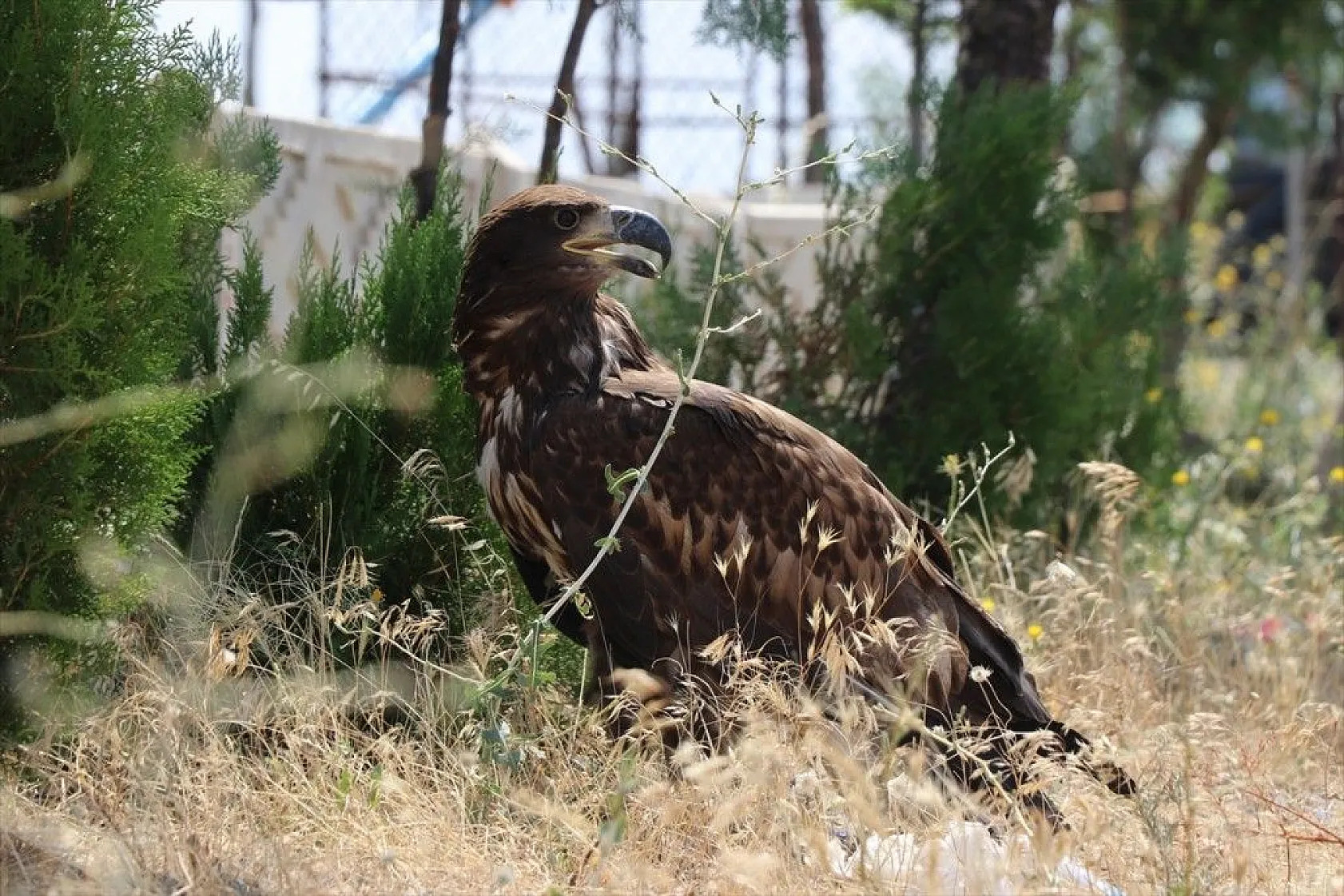 Kartal yavrusu 'Paşa'ya kucak açtı