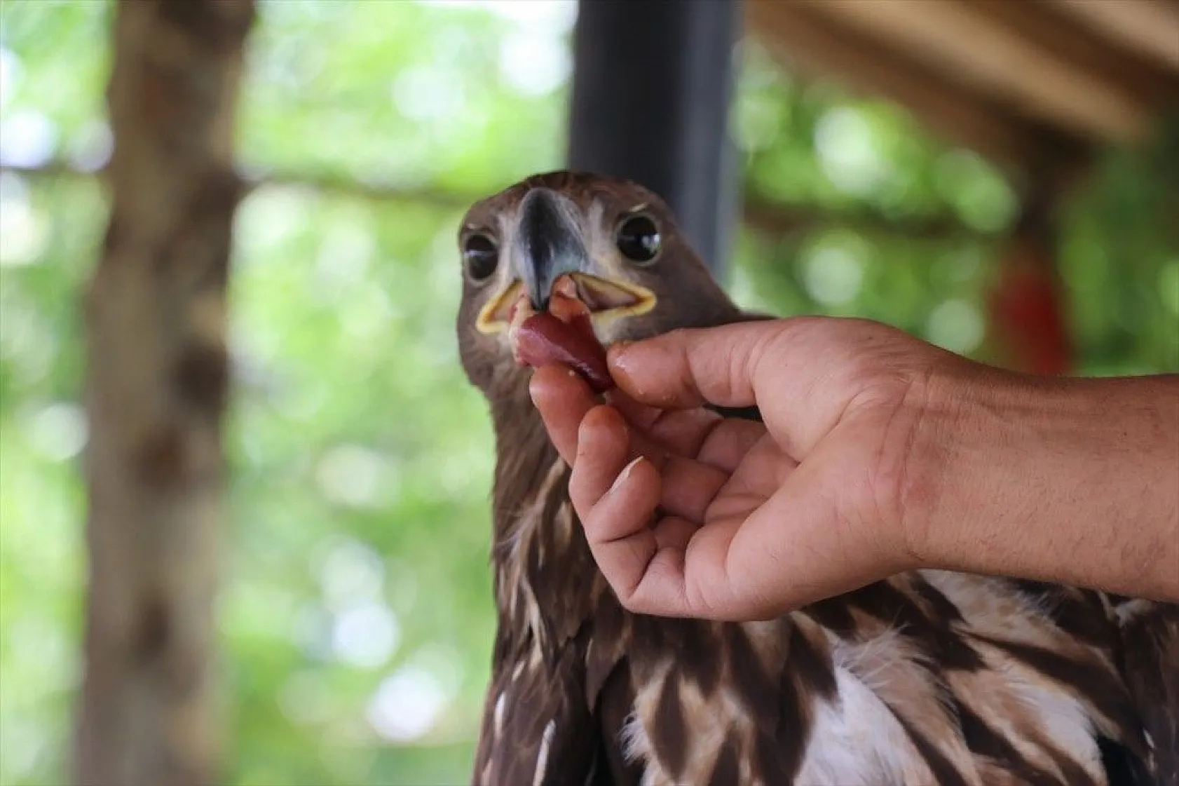 Kartal yavrusu 'Paşa'ya kucak açtı