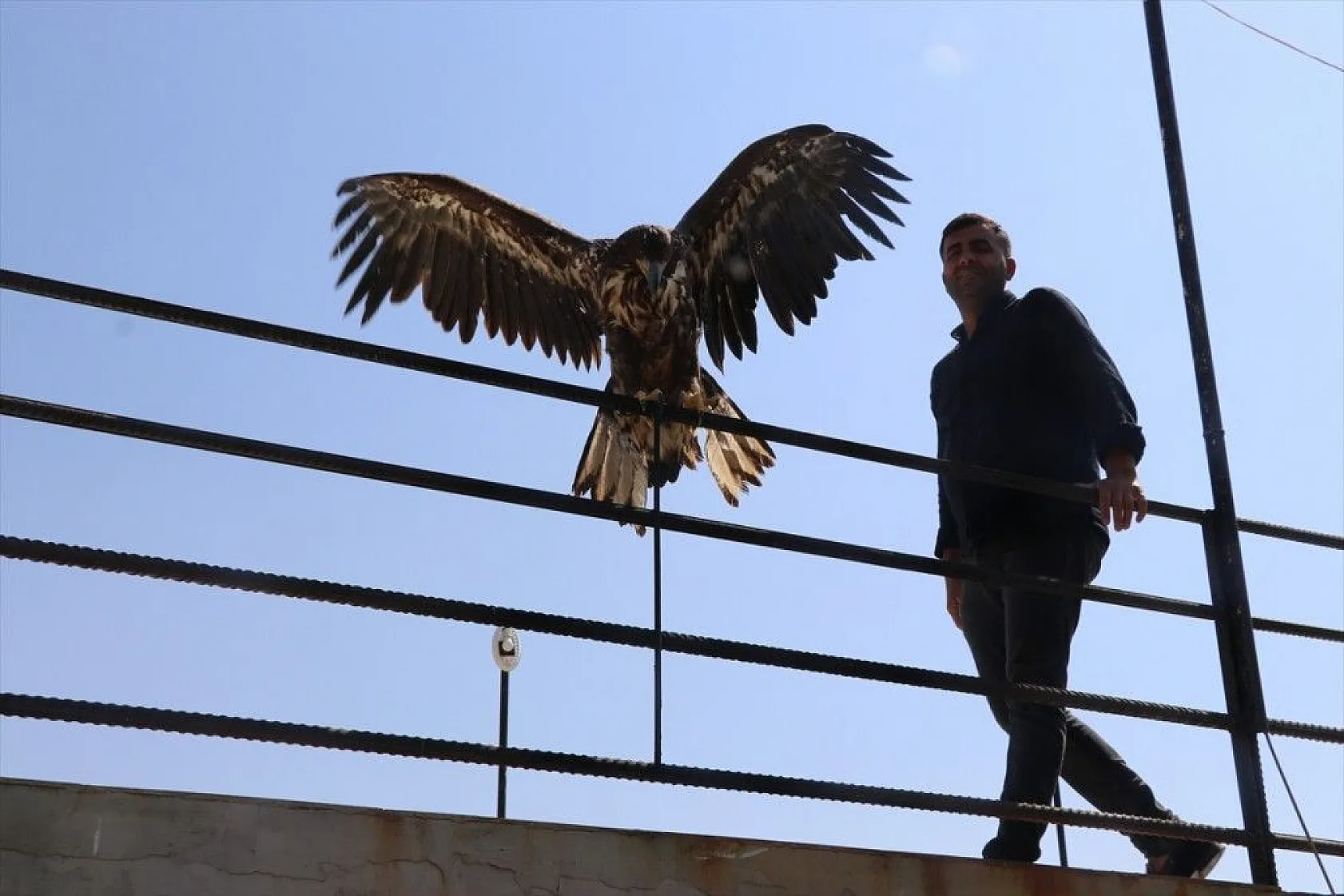 Kartal yavrusu 'Paşa'ya kucak açtı