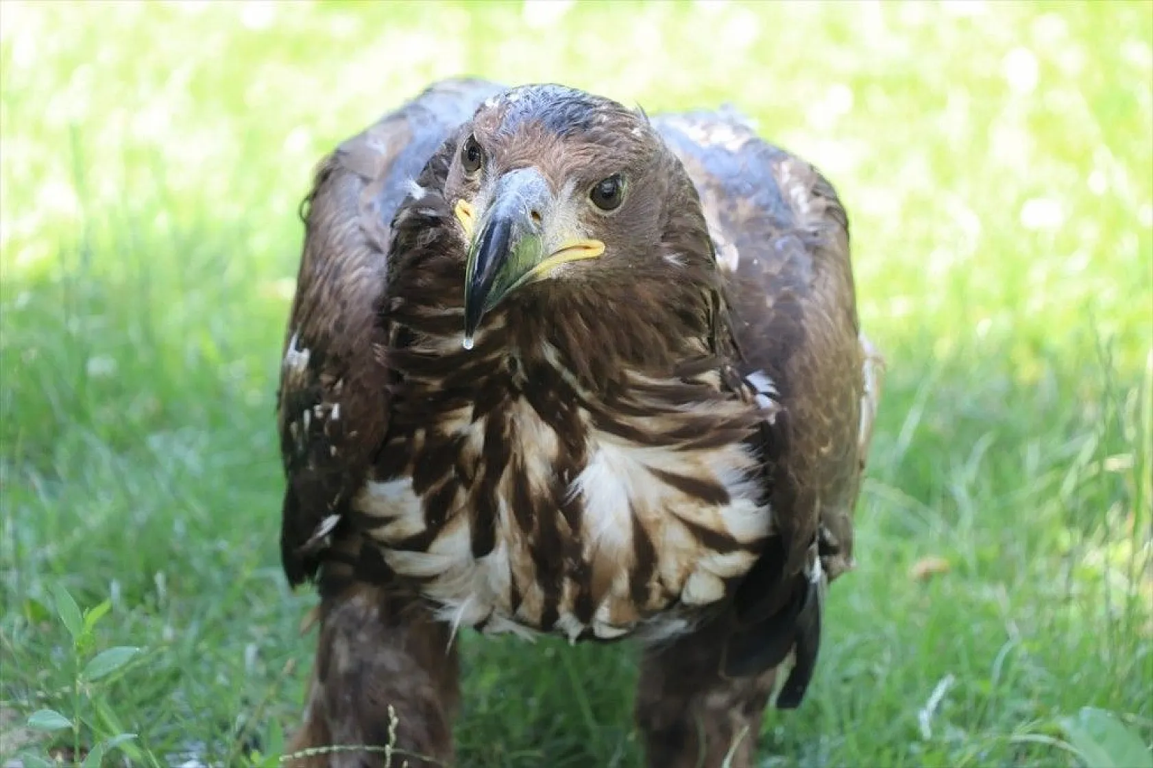 Kartal yavrusu 'Paşa'ya kucak açtı