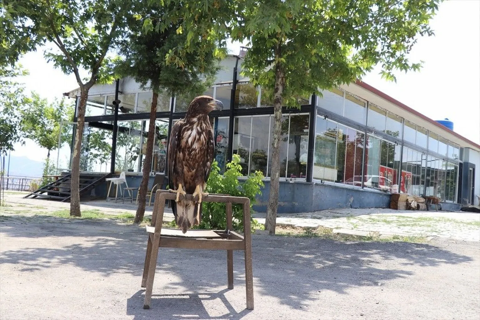 Kartal yavrusu 'Paşa'ya kucak açtı