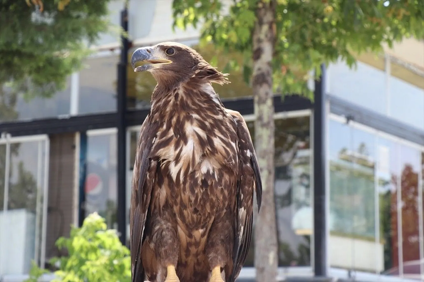 Kartal yavrusu 'Paşa'ya kucak açtı