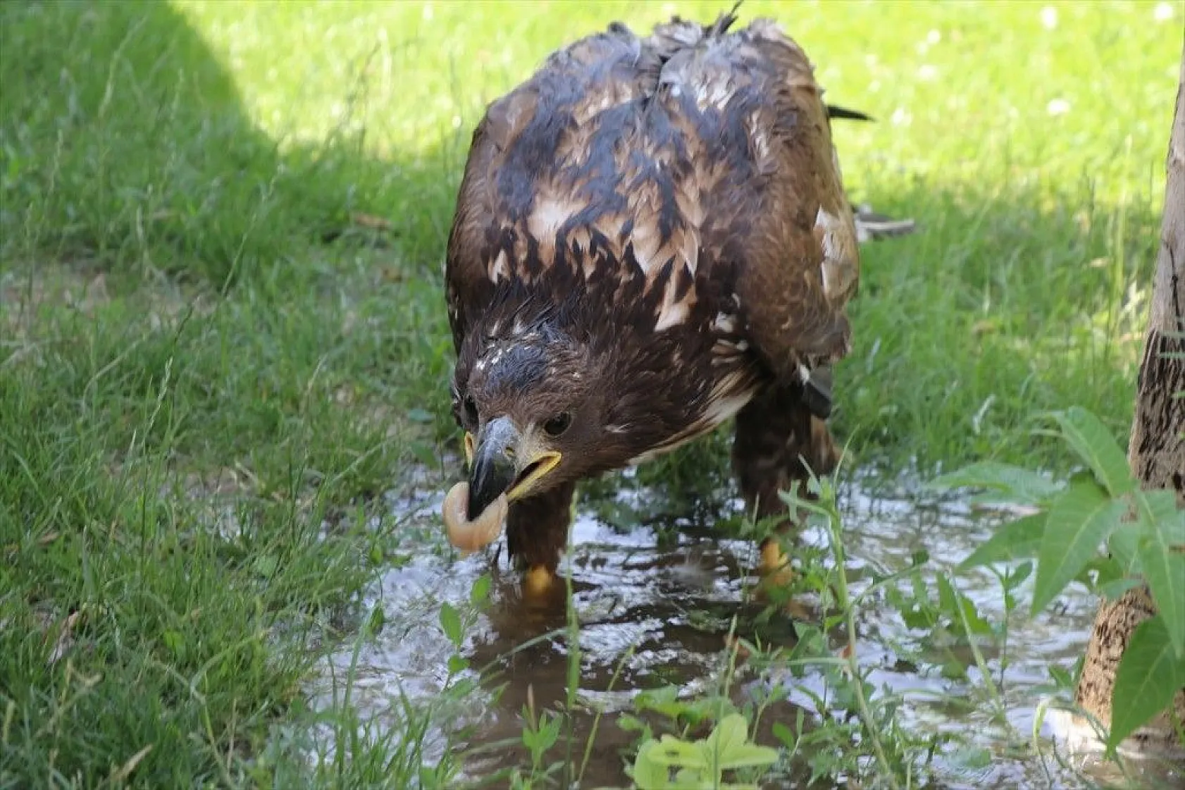 Kartal yavrusu 'Paşa'ya kucak açtı
